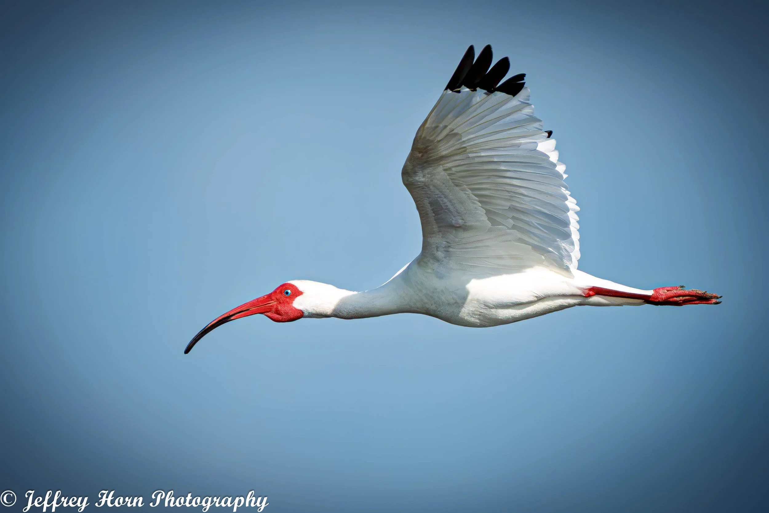 White Ibis in flight-2.jpg