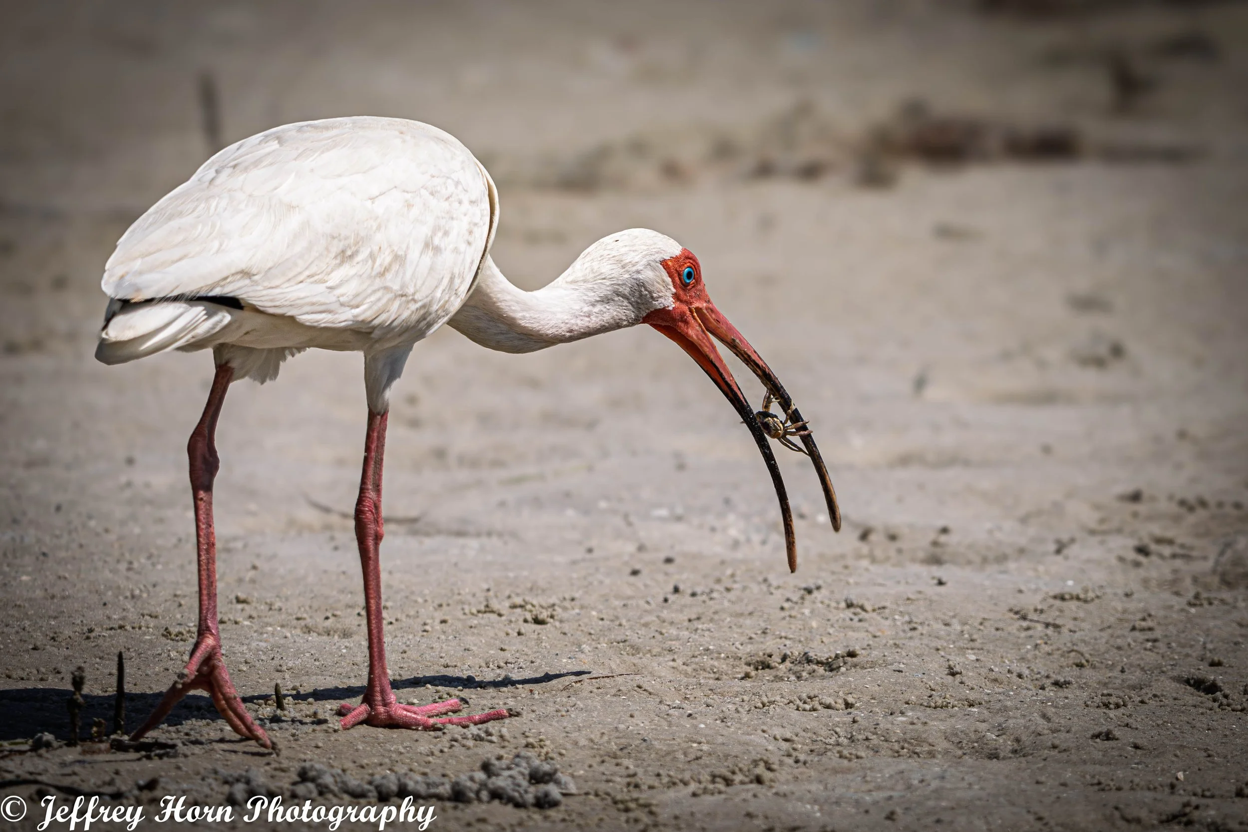 White Ibis eating a fiddler crab-2.jpg