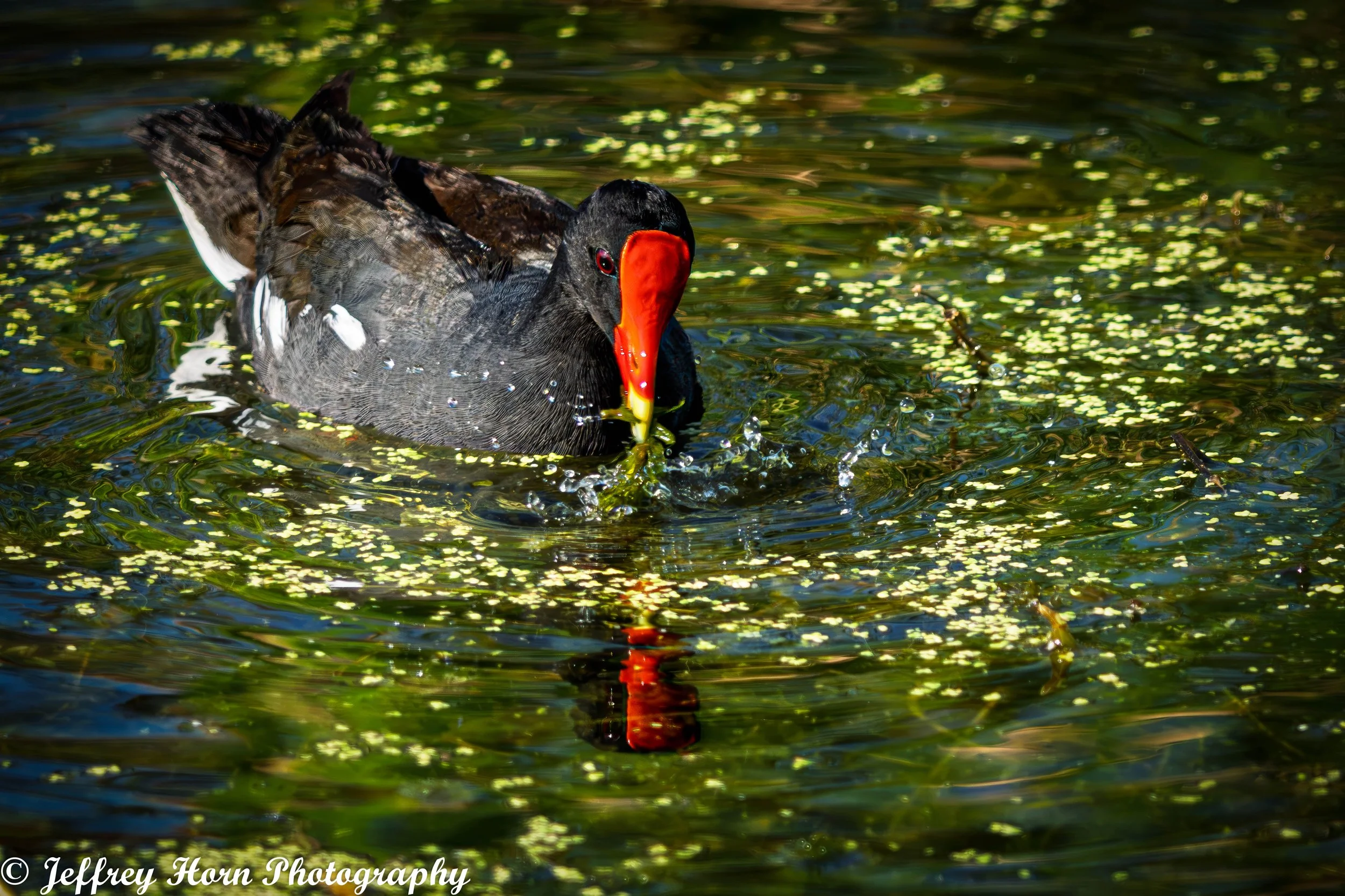 Common Galinule eating-1.jpg