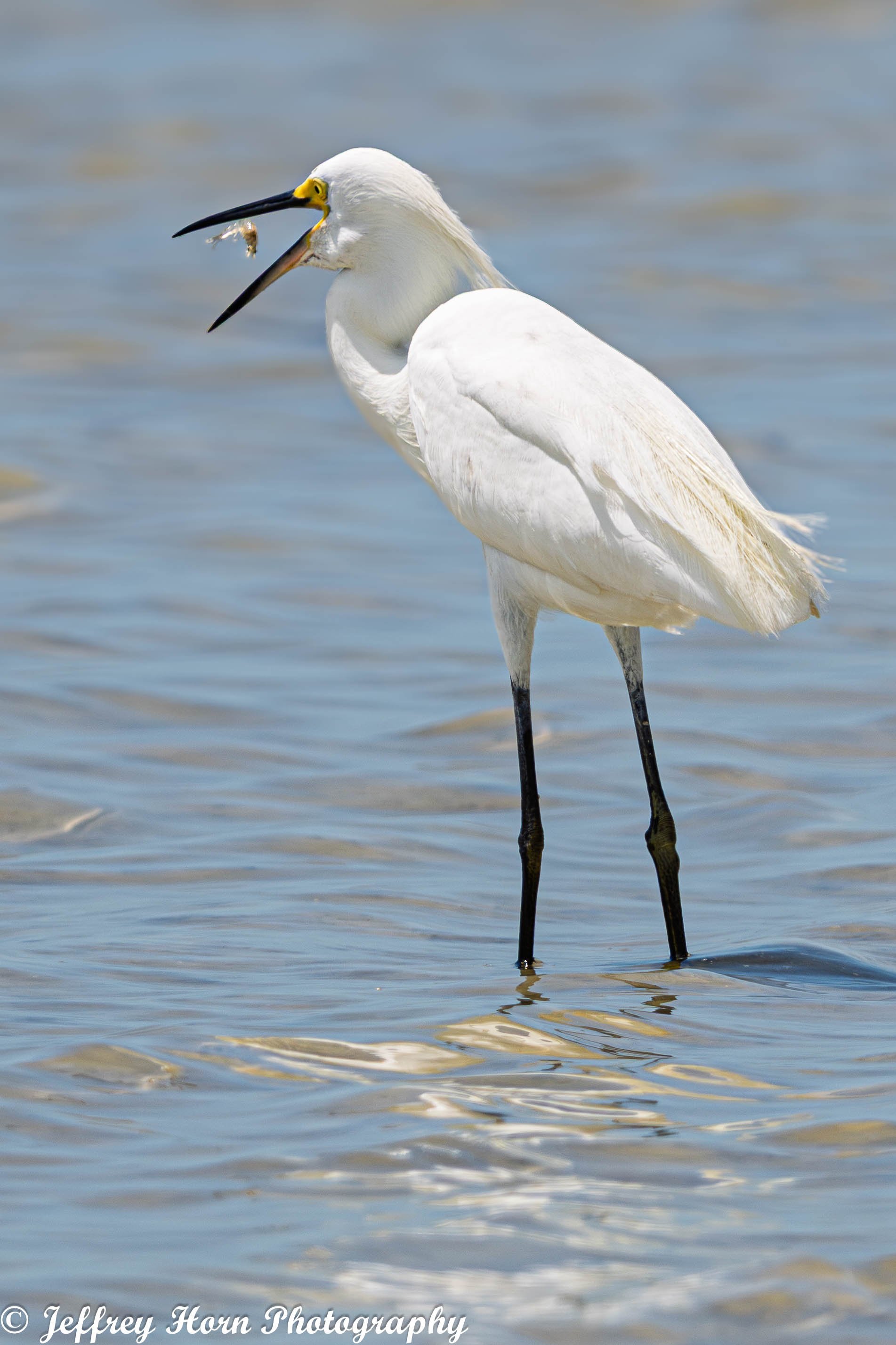 Snowy Egret feeding-1.jpg