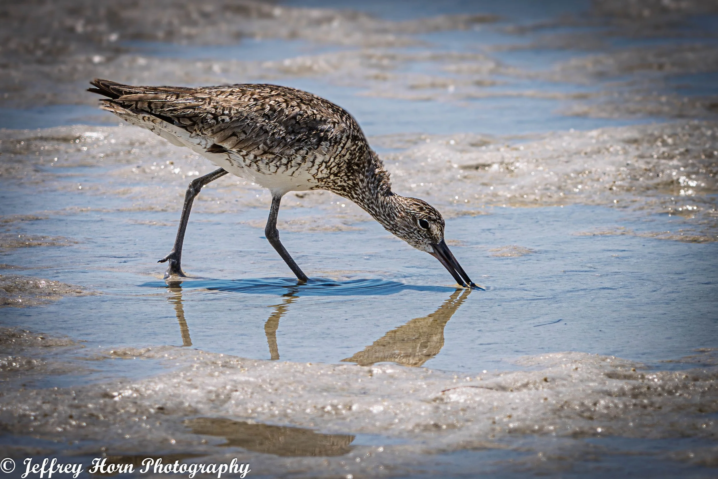 Willet hunting-1.jpg