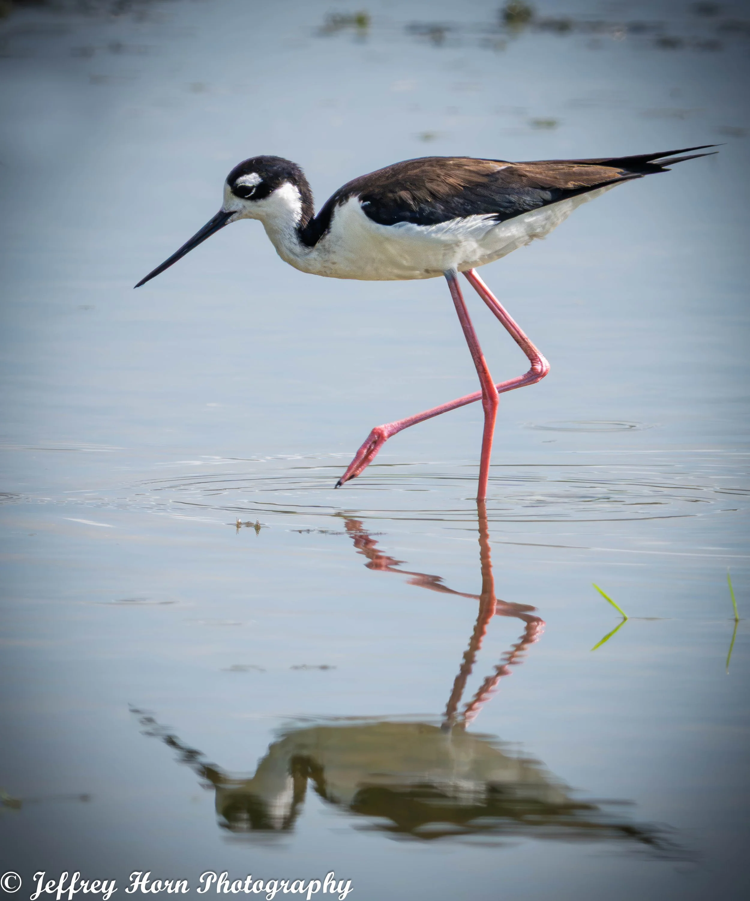 Black-necked Stilt hunting-3.jpg