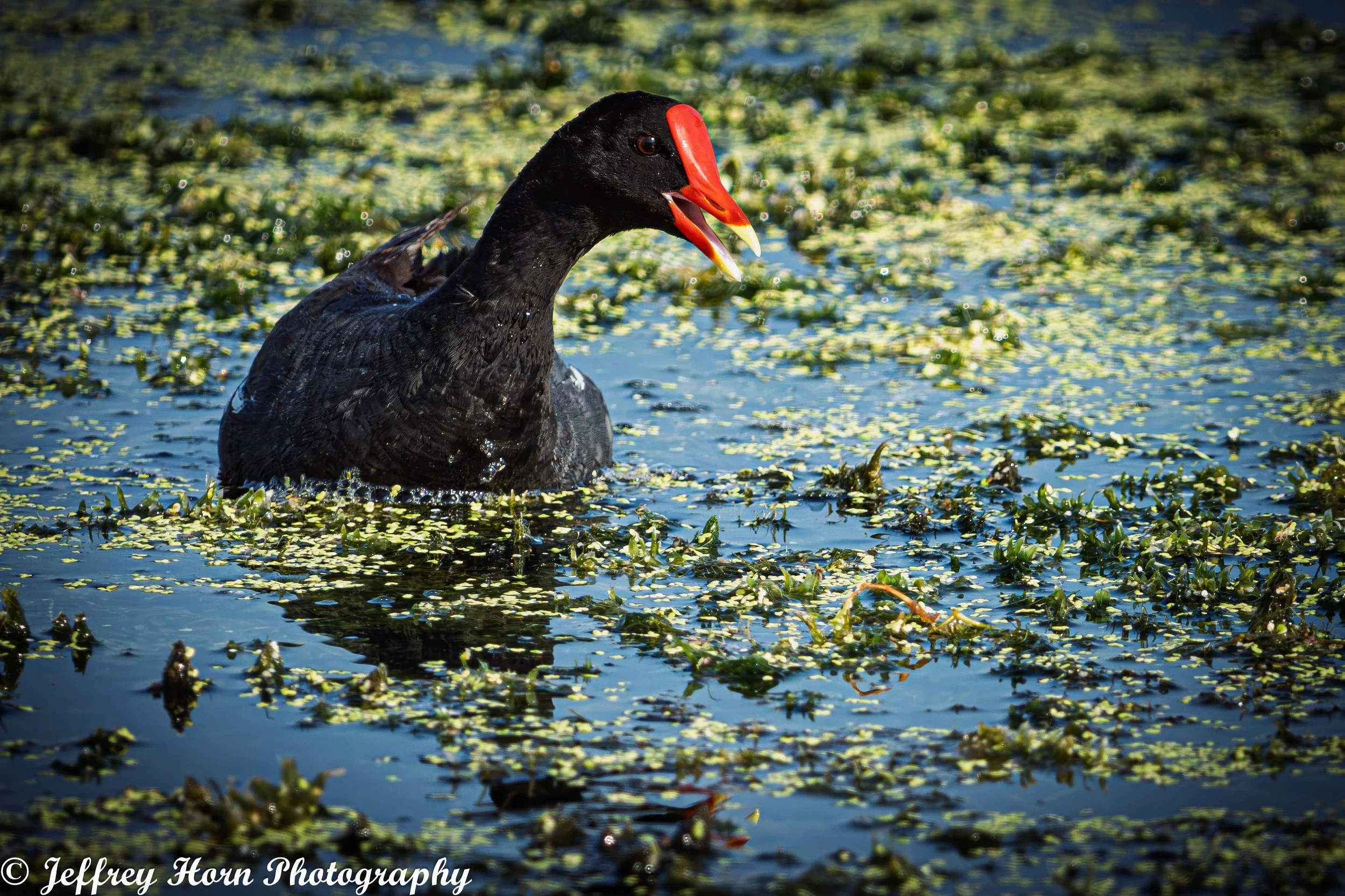 Common Gallinule with mouth open-3.jpg