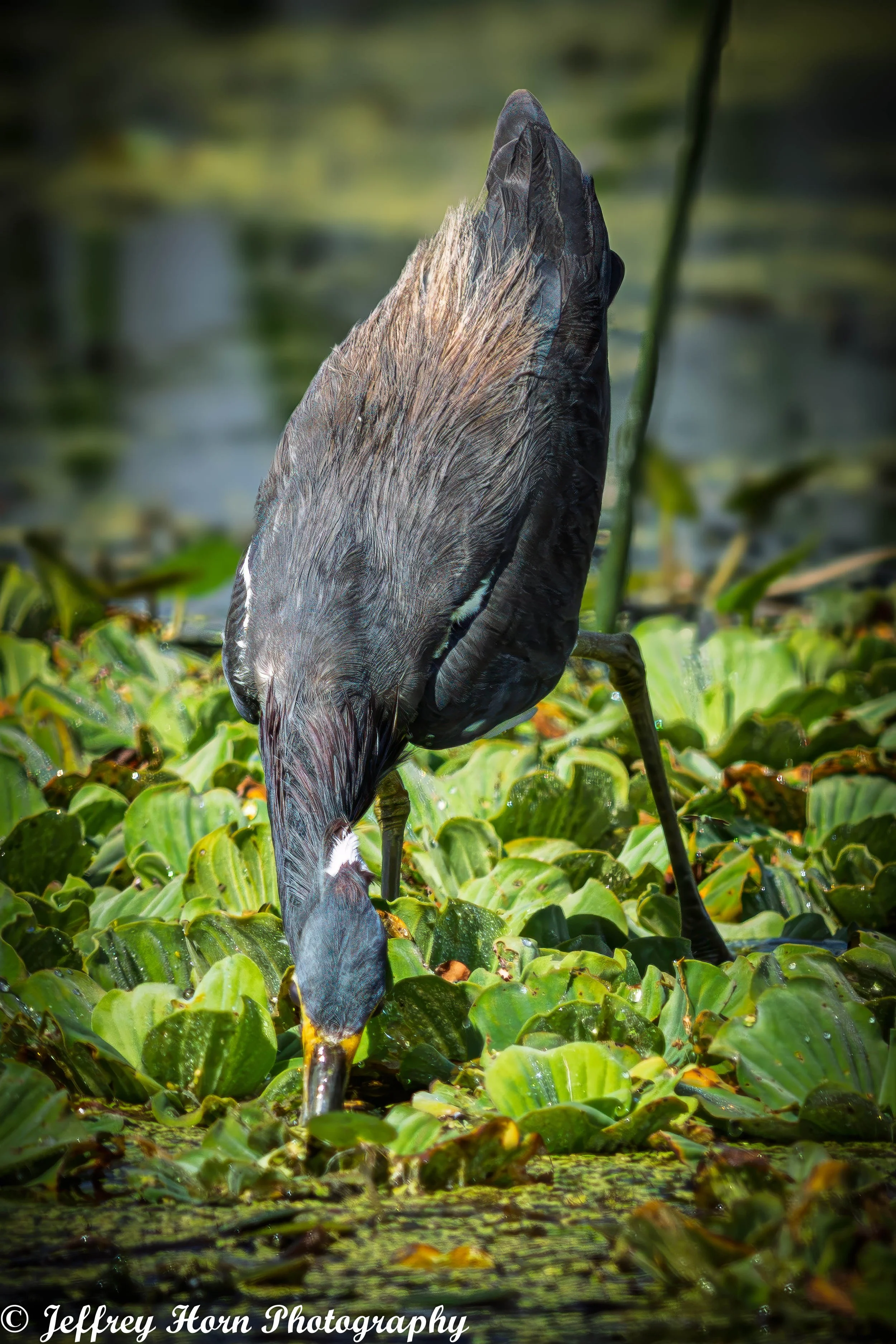 Tricolored Heron fishing-4.jpg