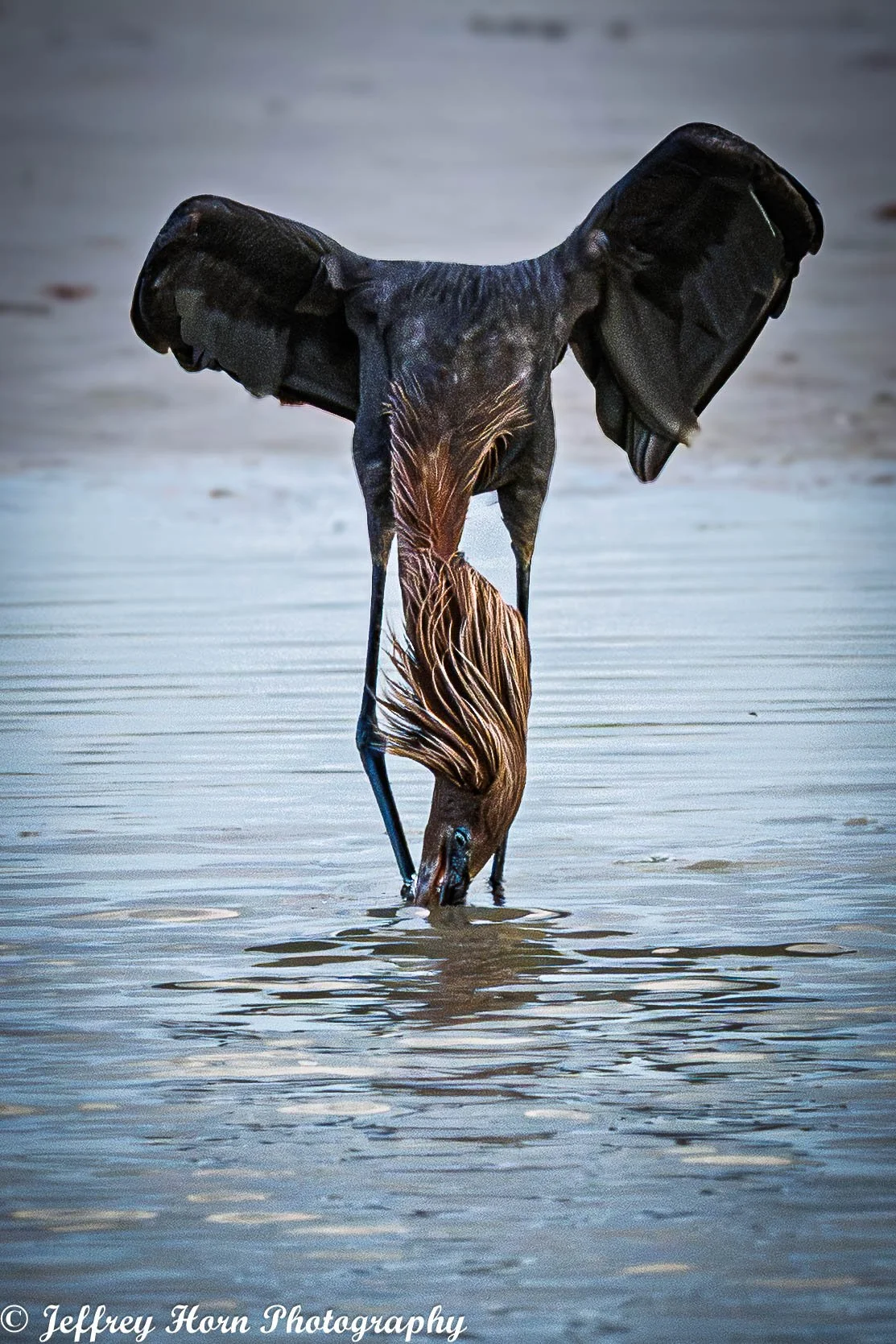 Reddish Egret feeding head down-1.jpg