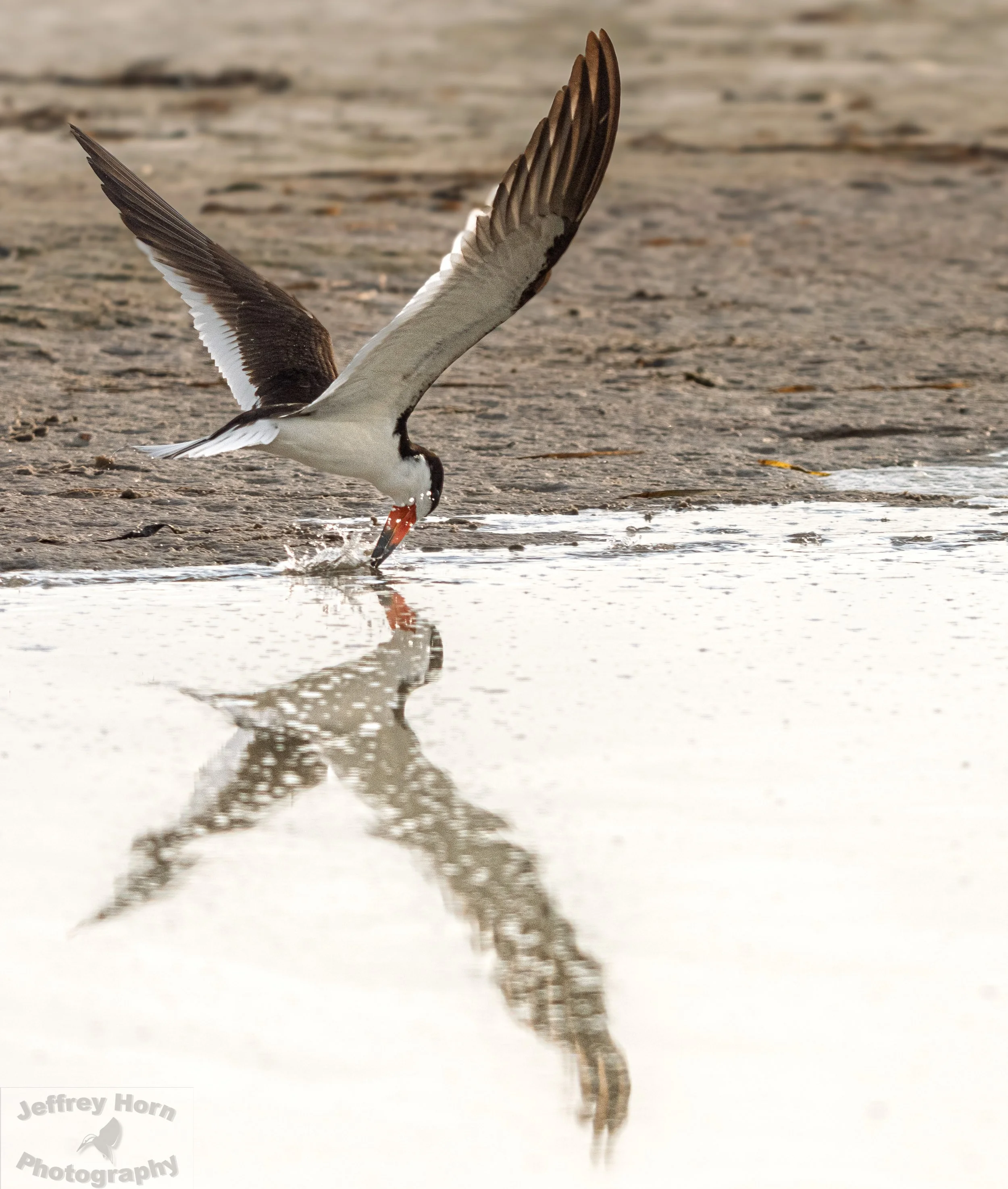 Black Skimmer feeding-1.jpg