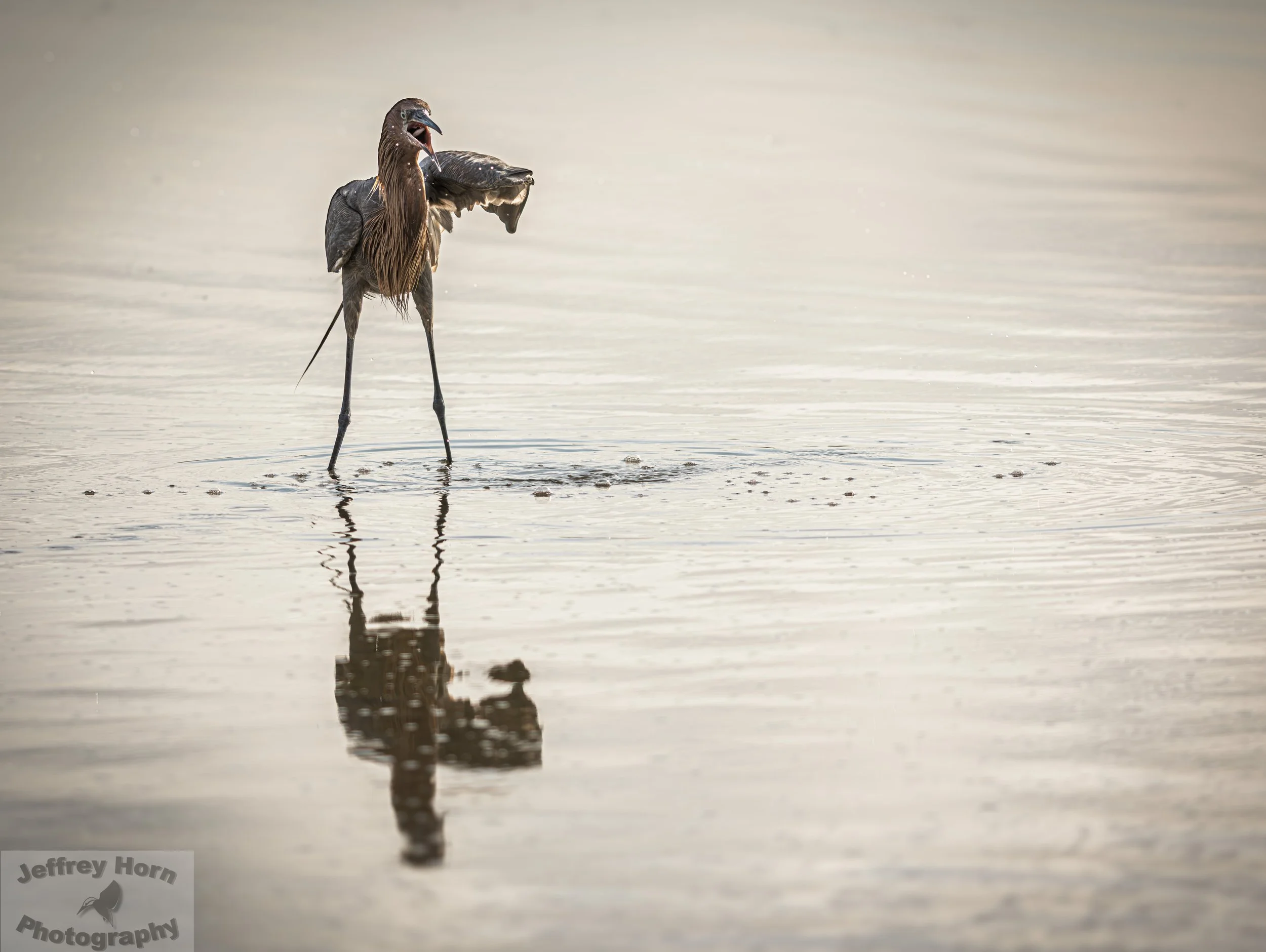 Reddish Egret with a fish-6.jpg