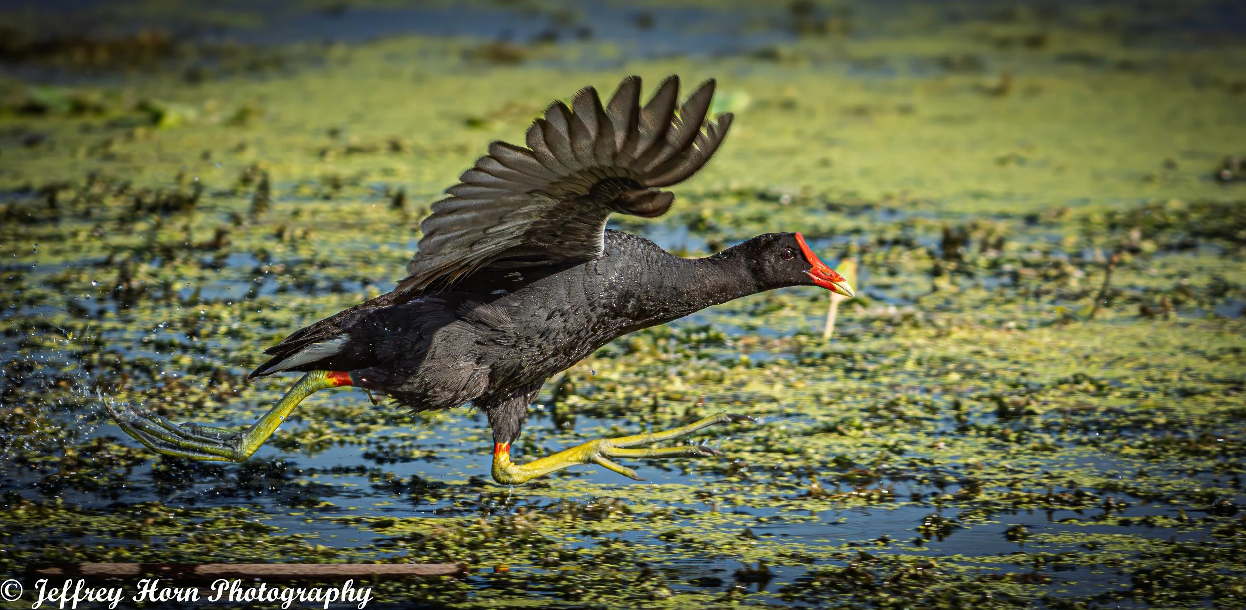 Common Gallinule running-4.jpg