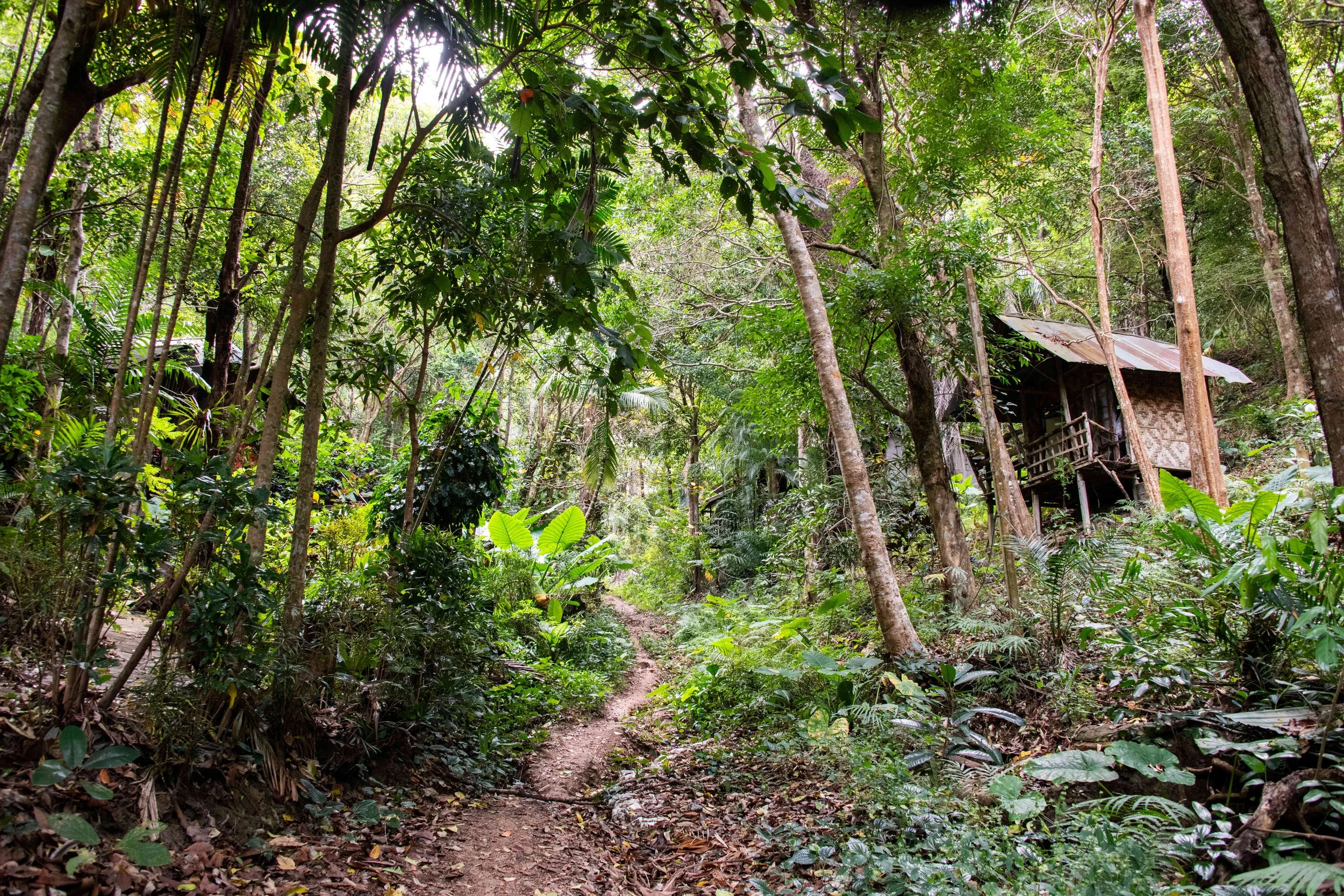 48 Jungle track Tonsai to Railay