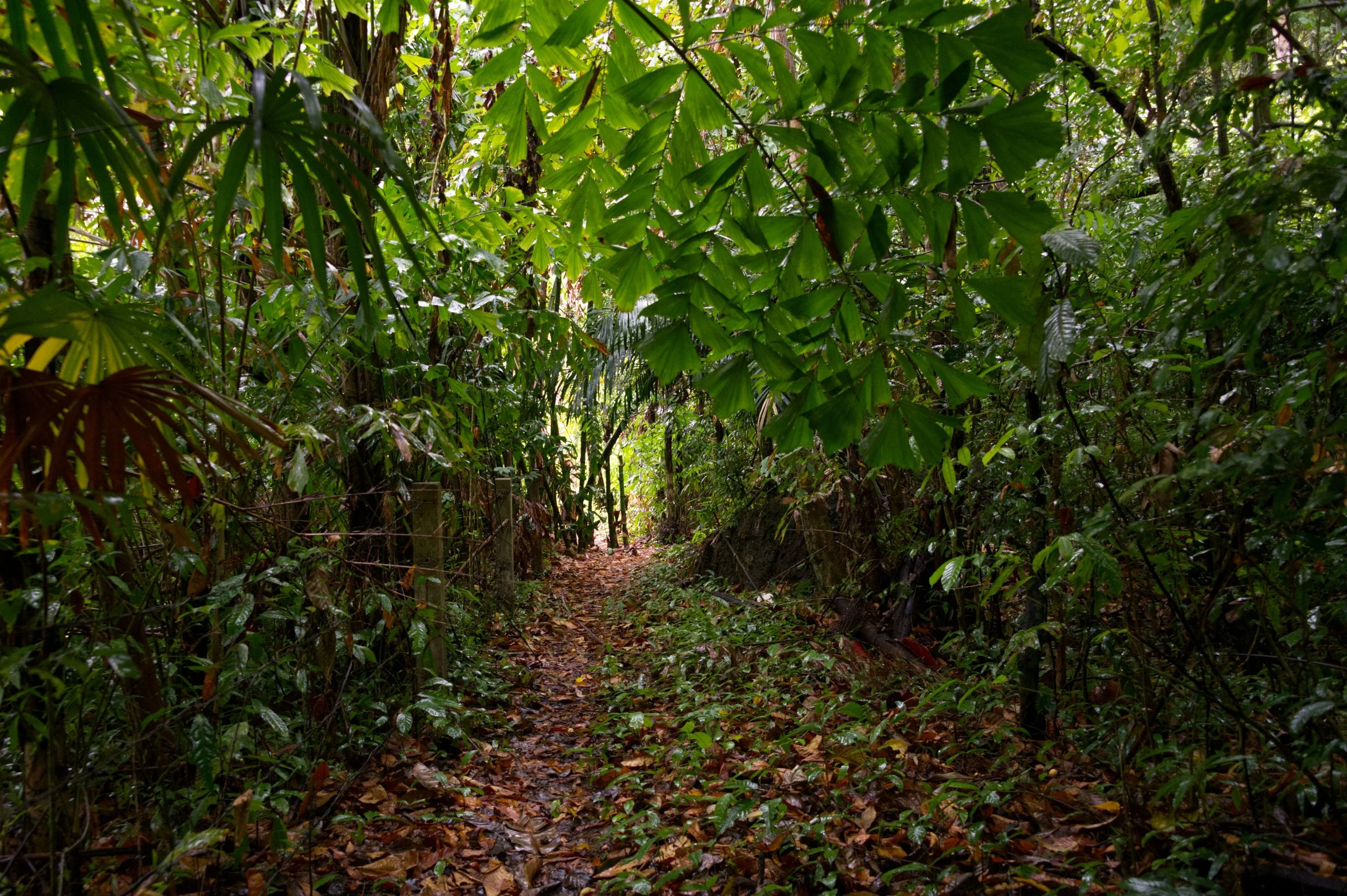 49 Jungle track Railay