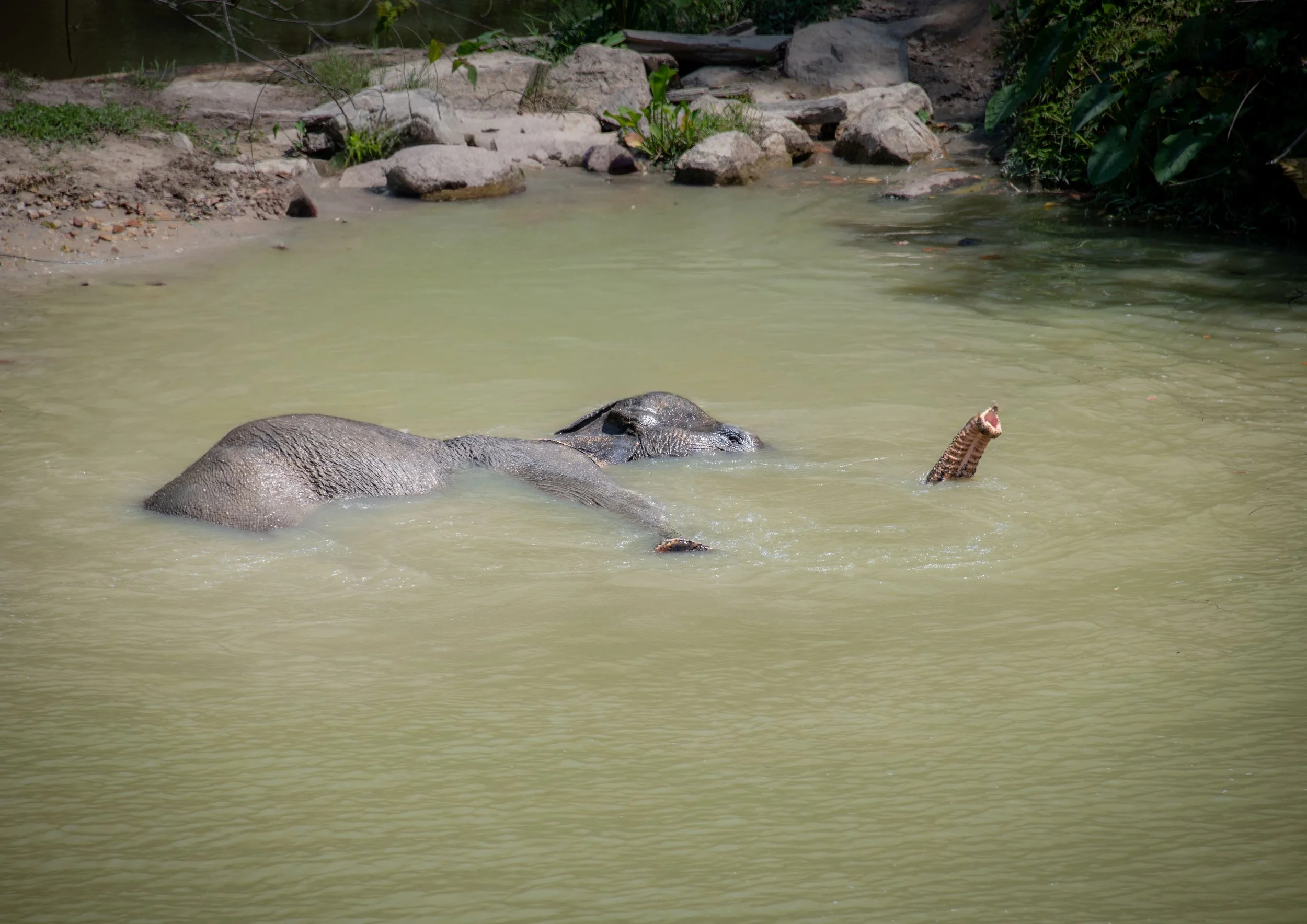 7 Baby Elephant wet relax