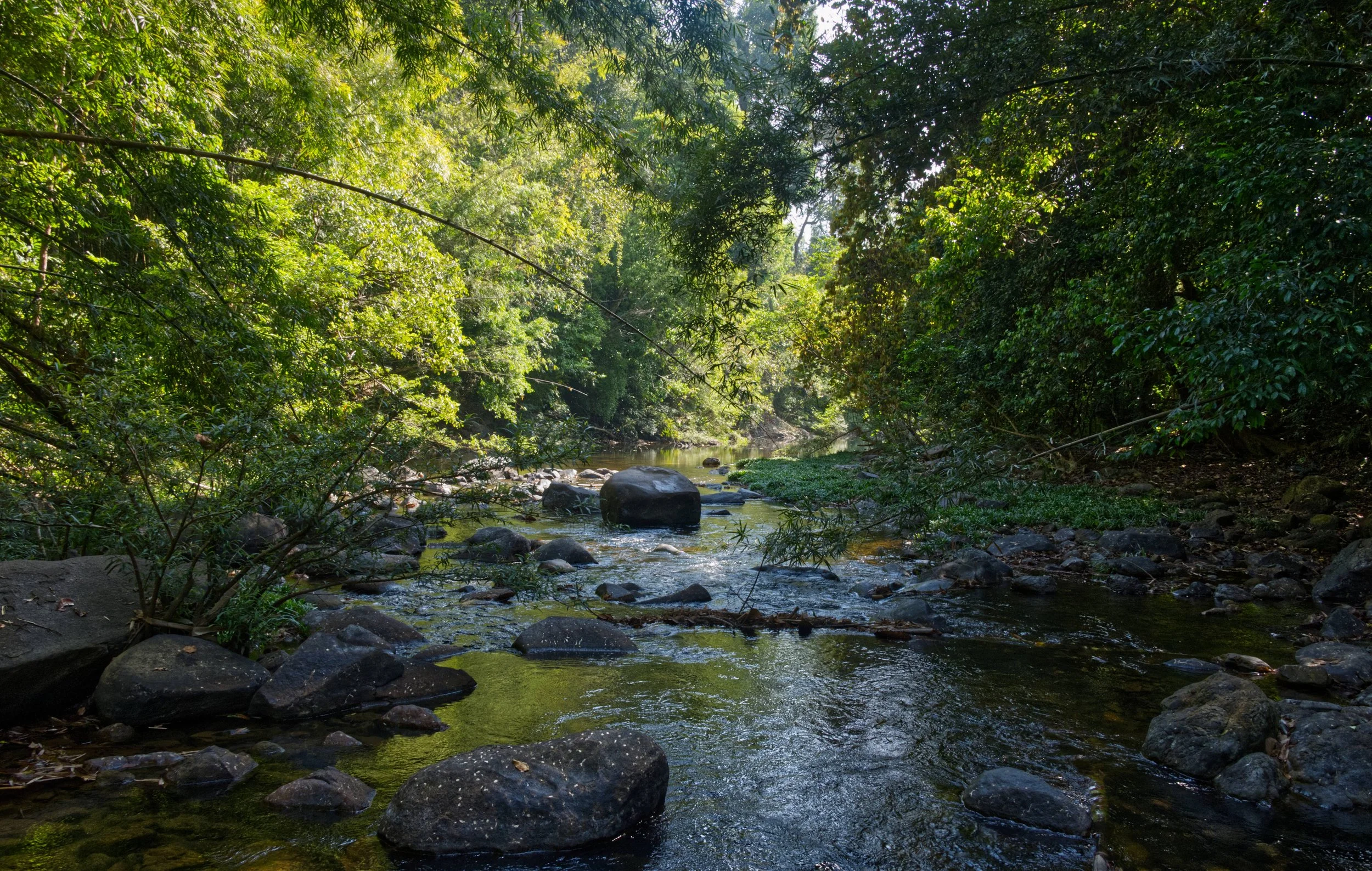 76 Kao Sok jungle stream