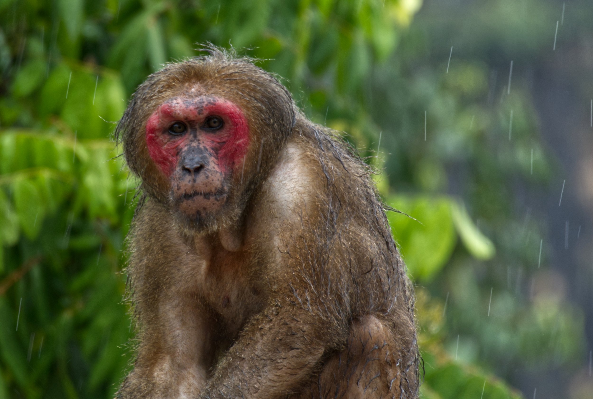 58 Stumptailed Macaque 2