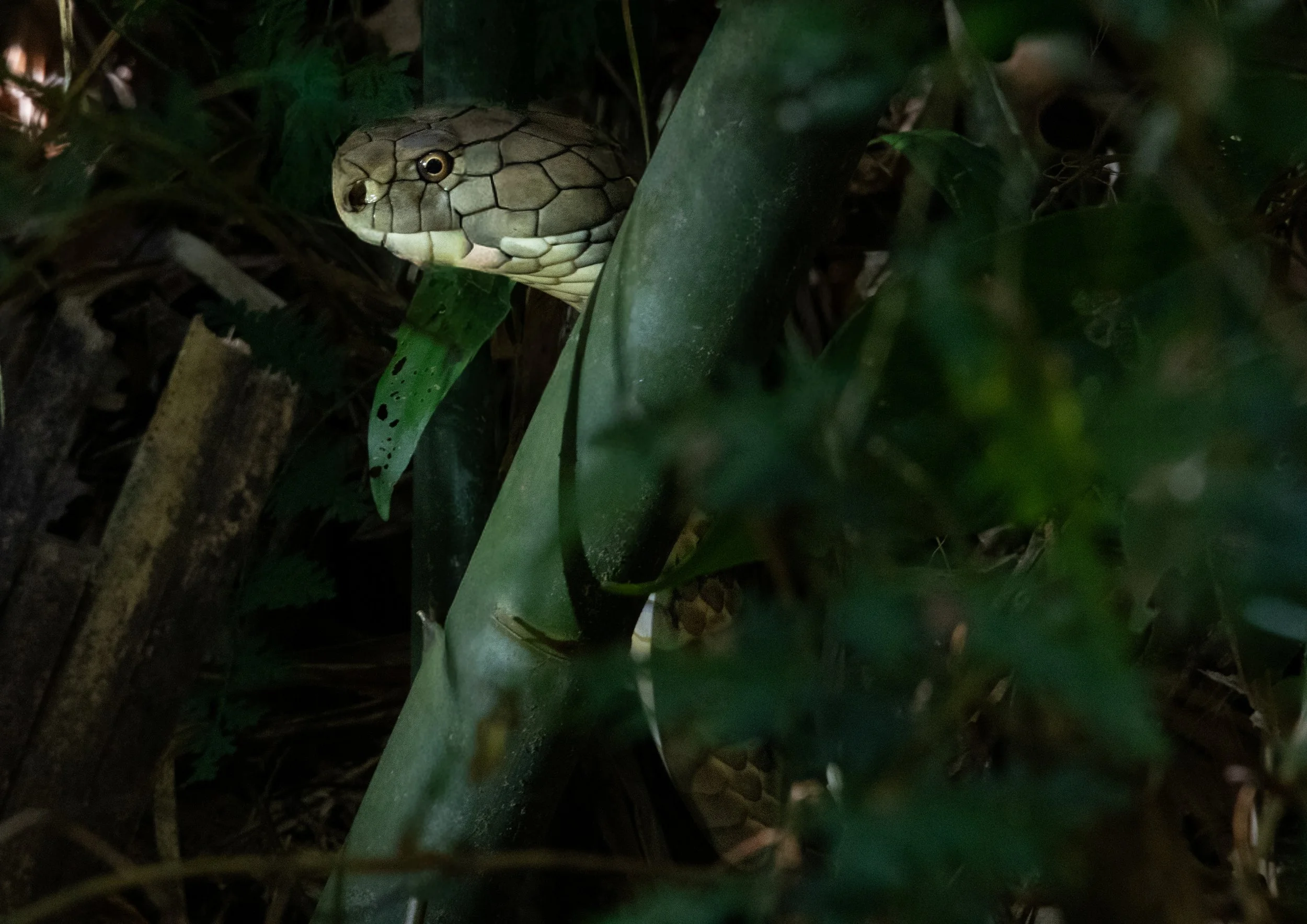 79 King Cobra 3