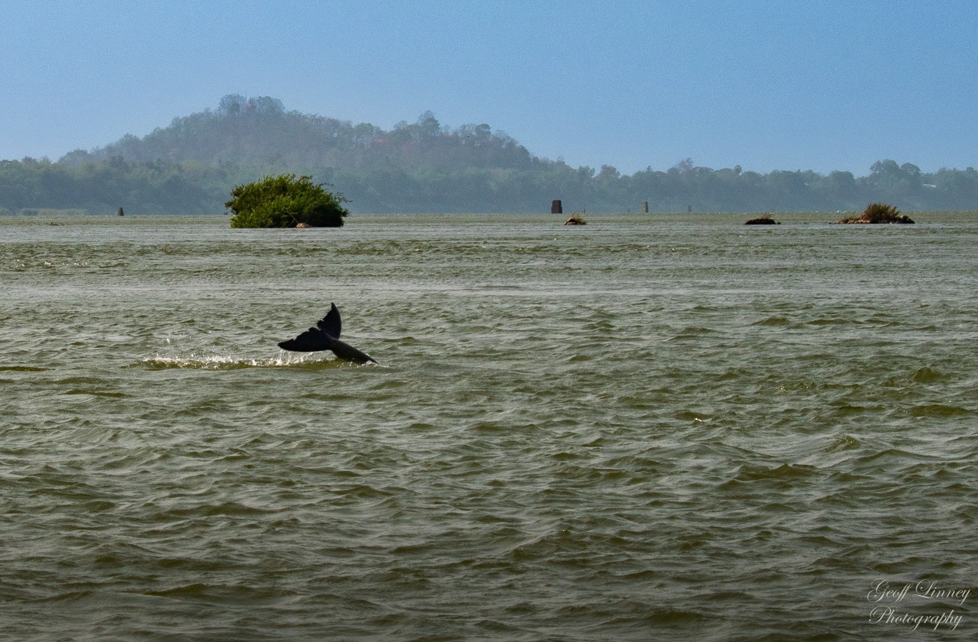 Disappearing Irrawaddy Dolphin
