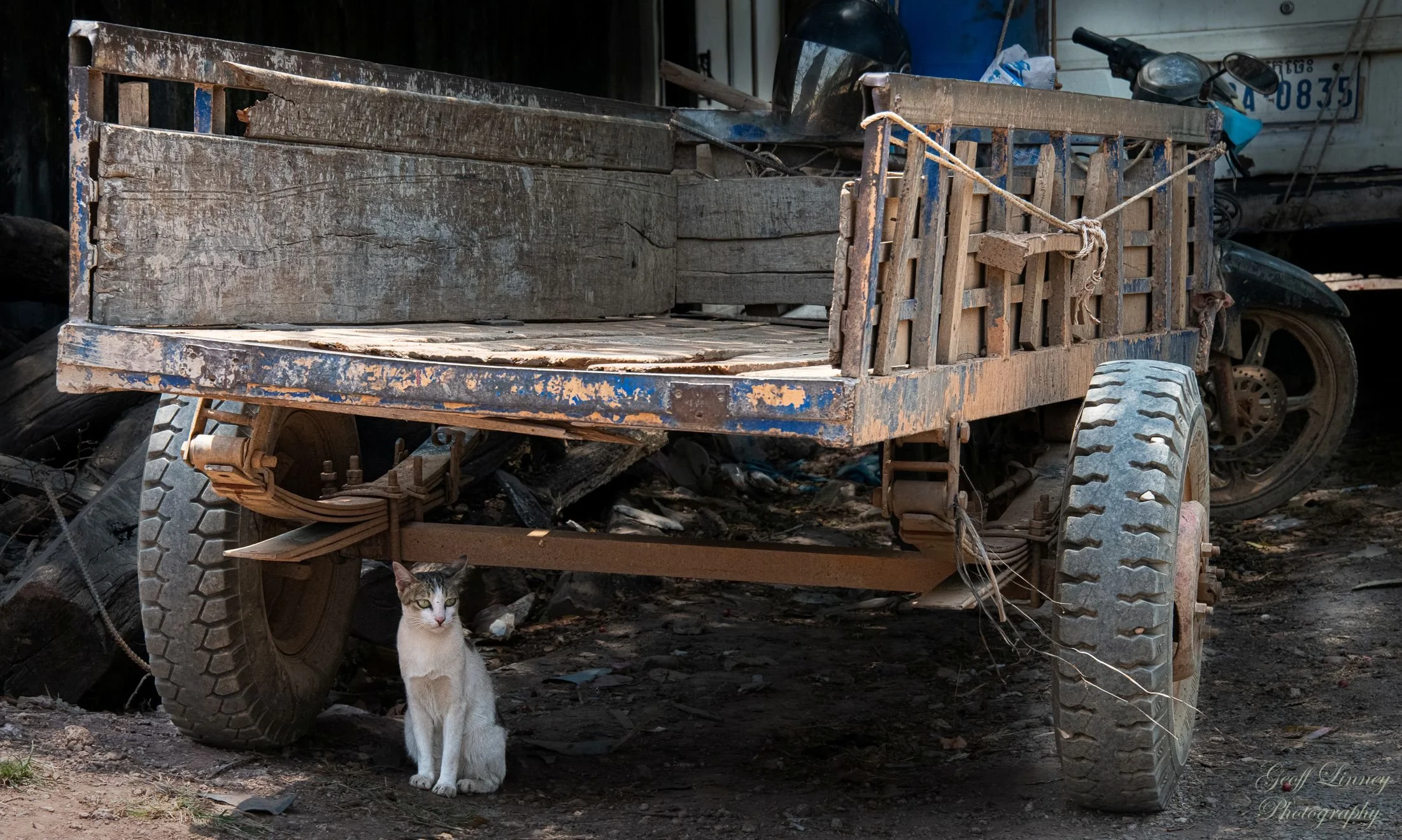 Kratie kat