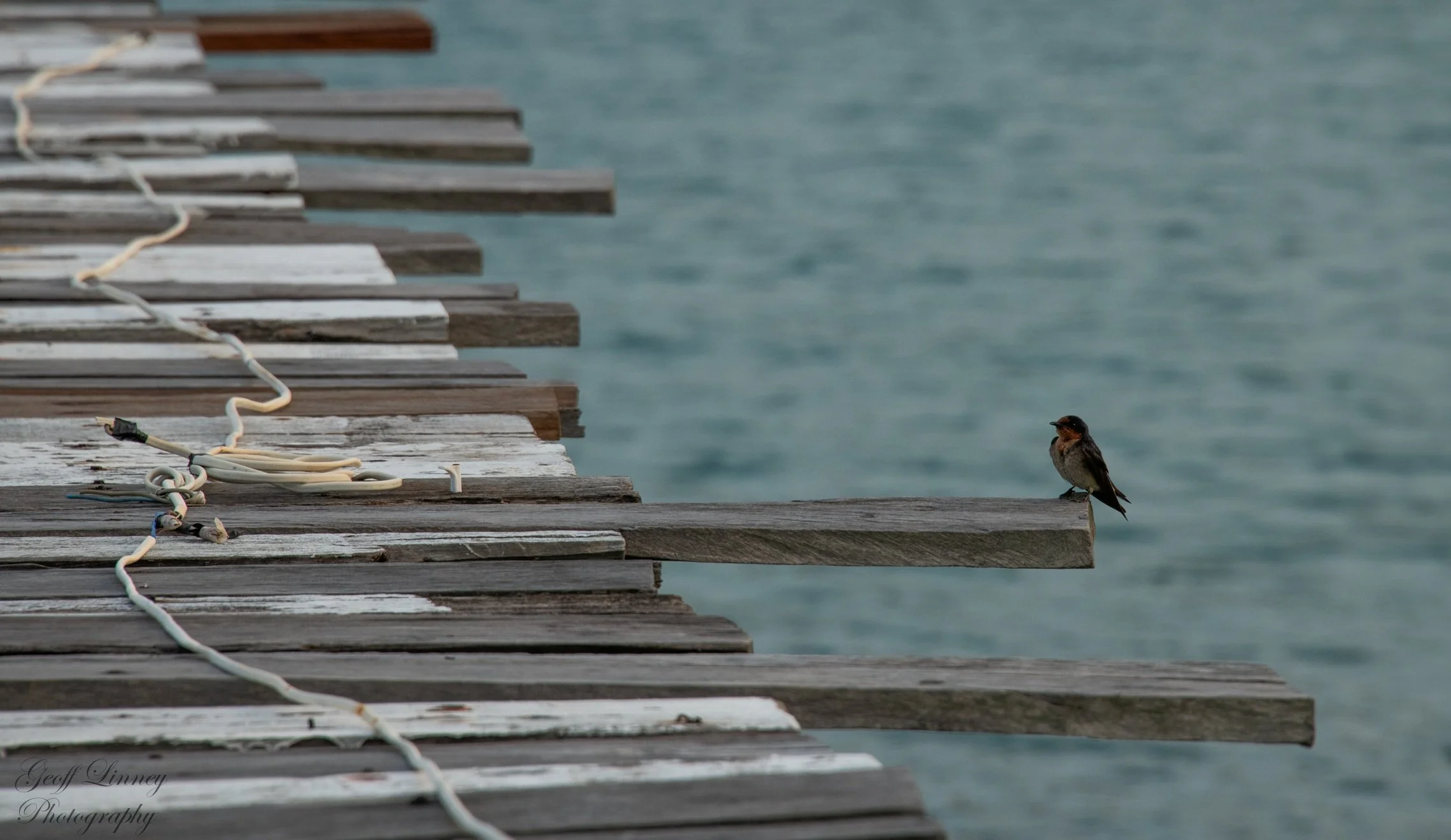 Swallow on pier