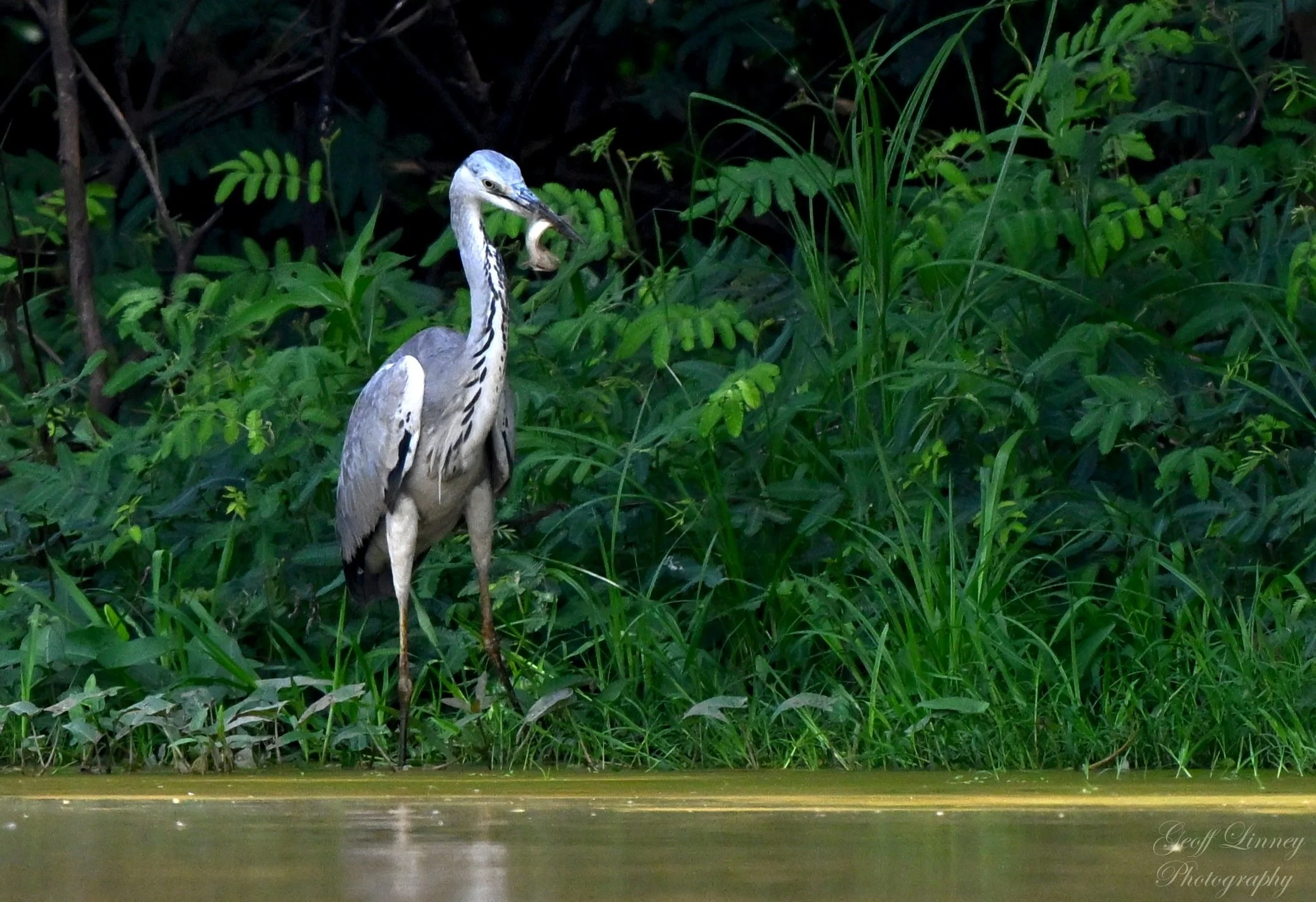 Grey Heron w lunch