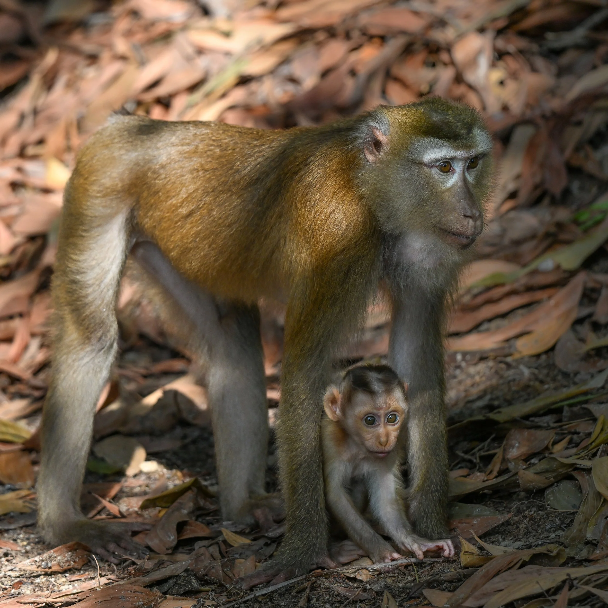 19 Macaque and baby