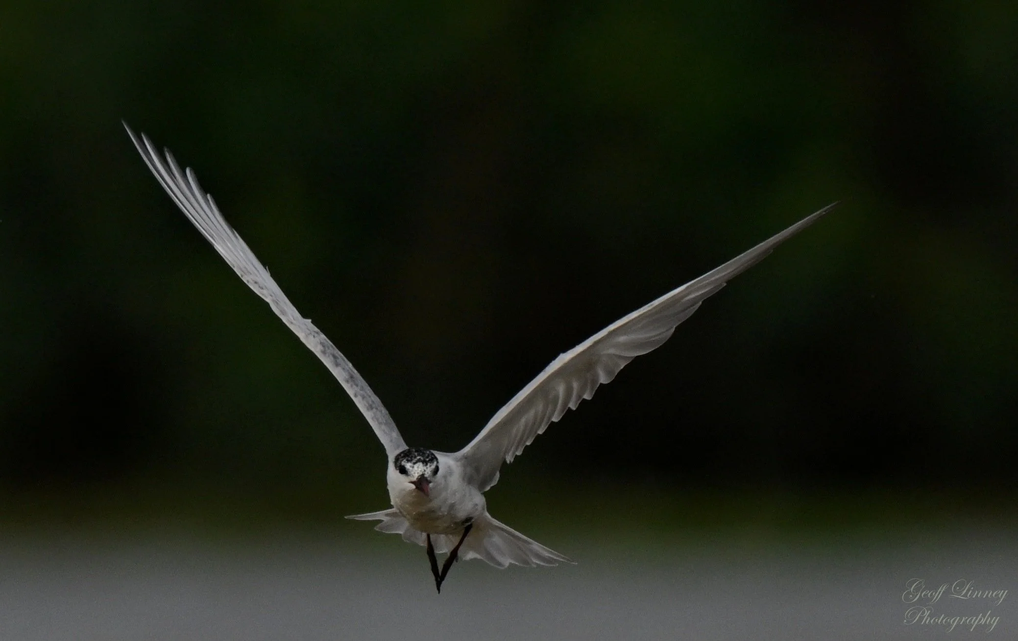 Gull-billed Tern