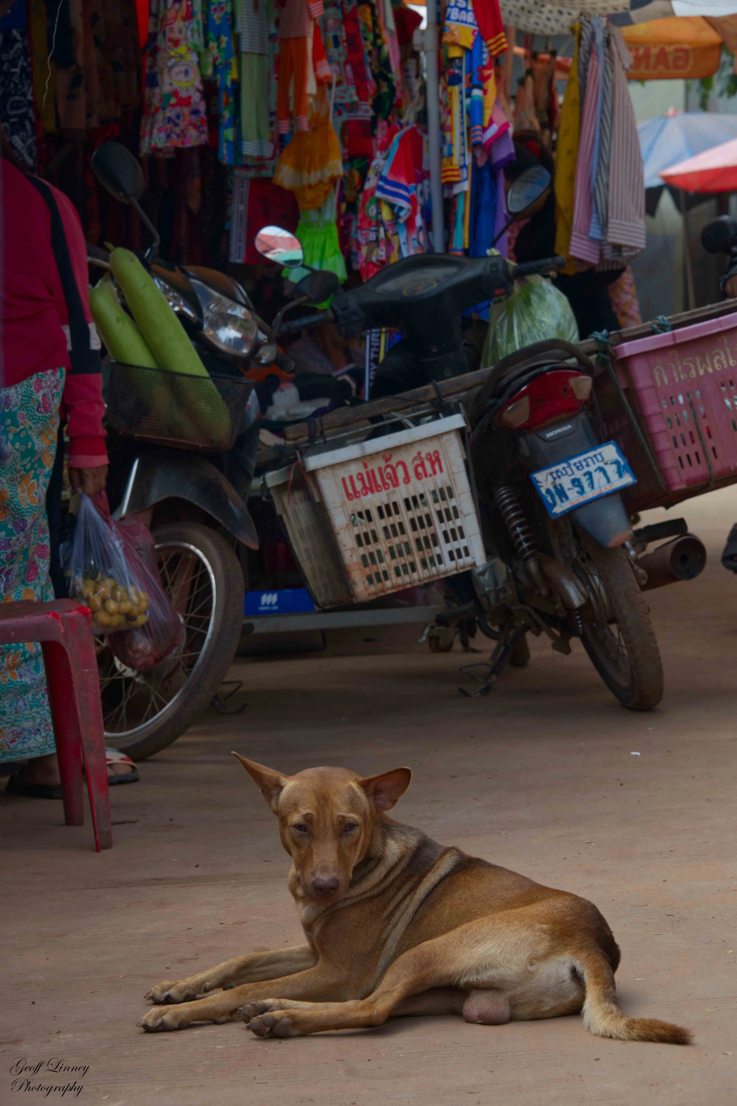 Market dog