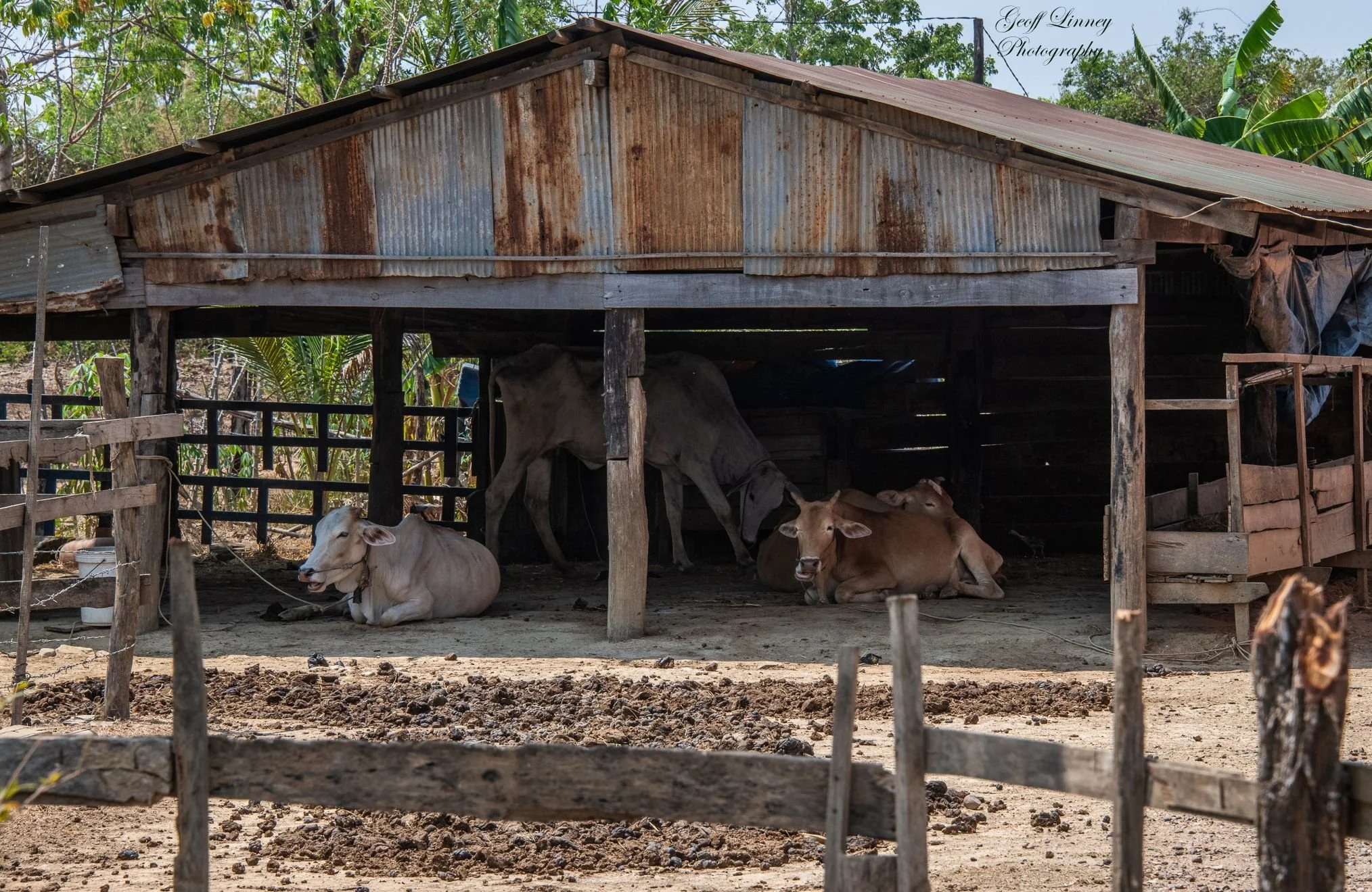 Cow shed