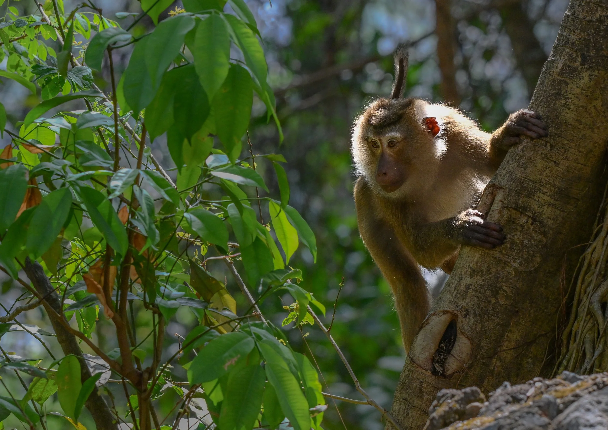 25 Backlit Macaque