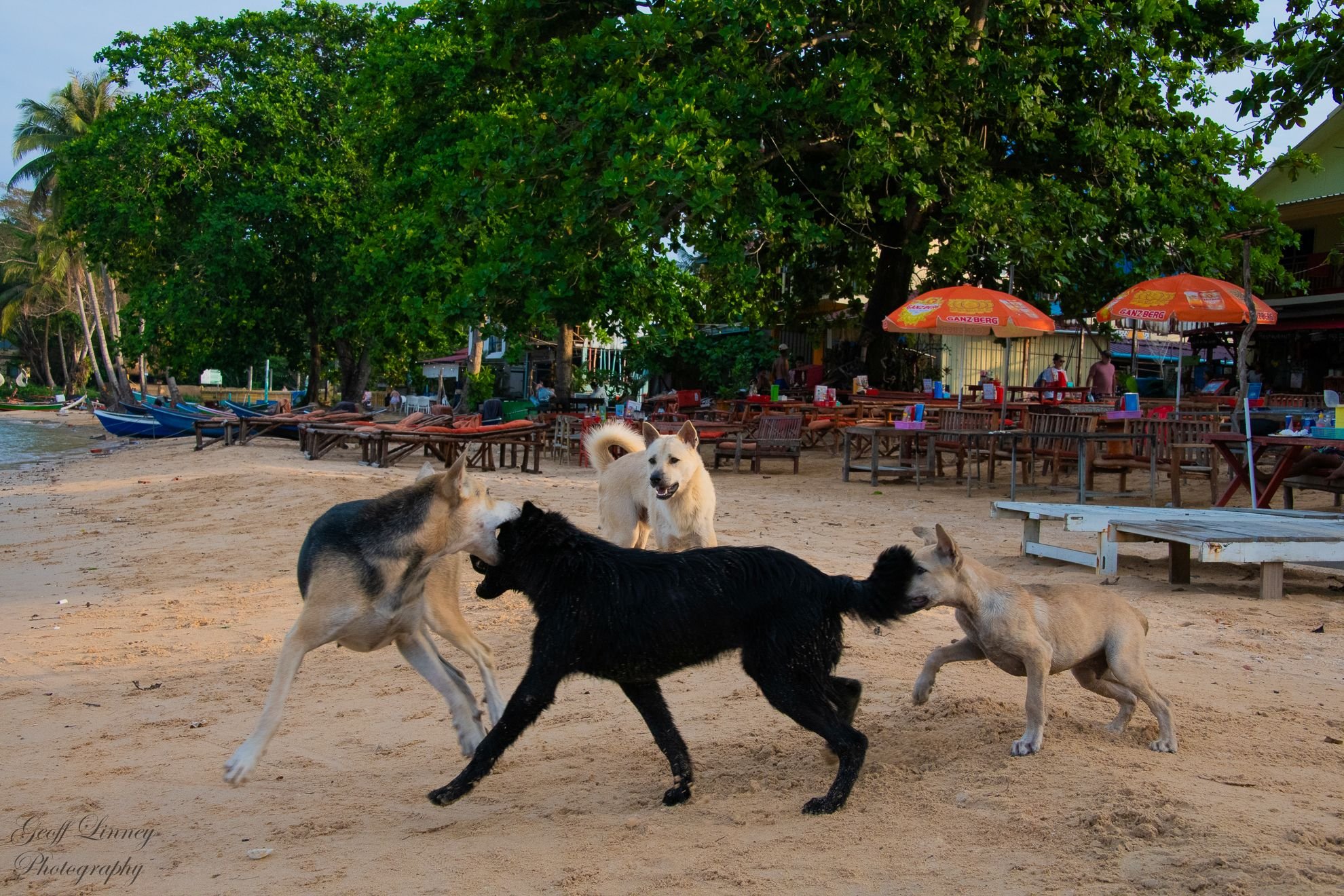Local dogs