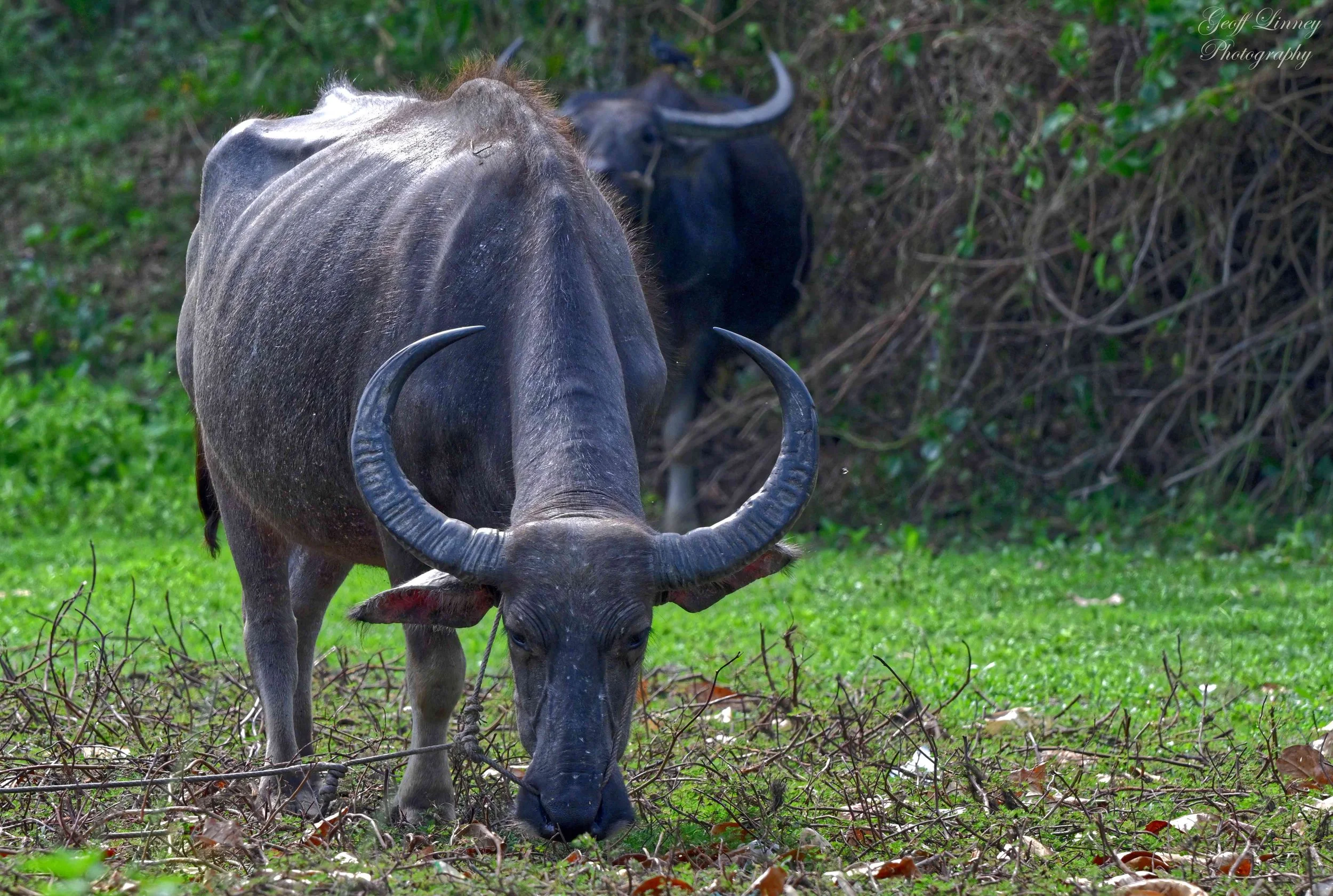 Water Buffalo