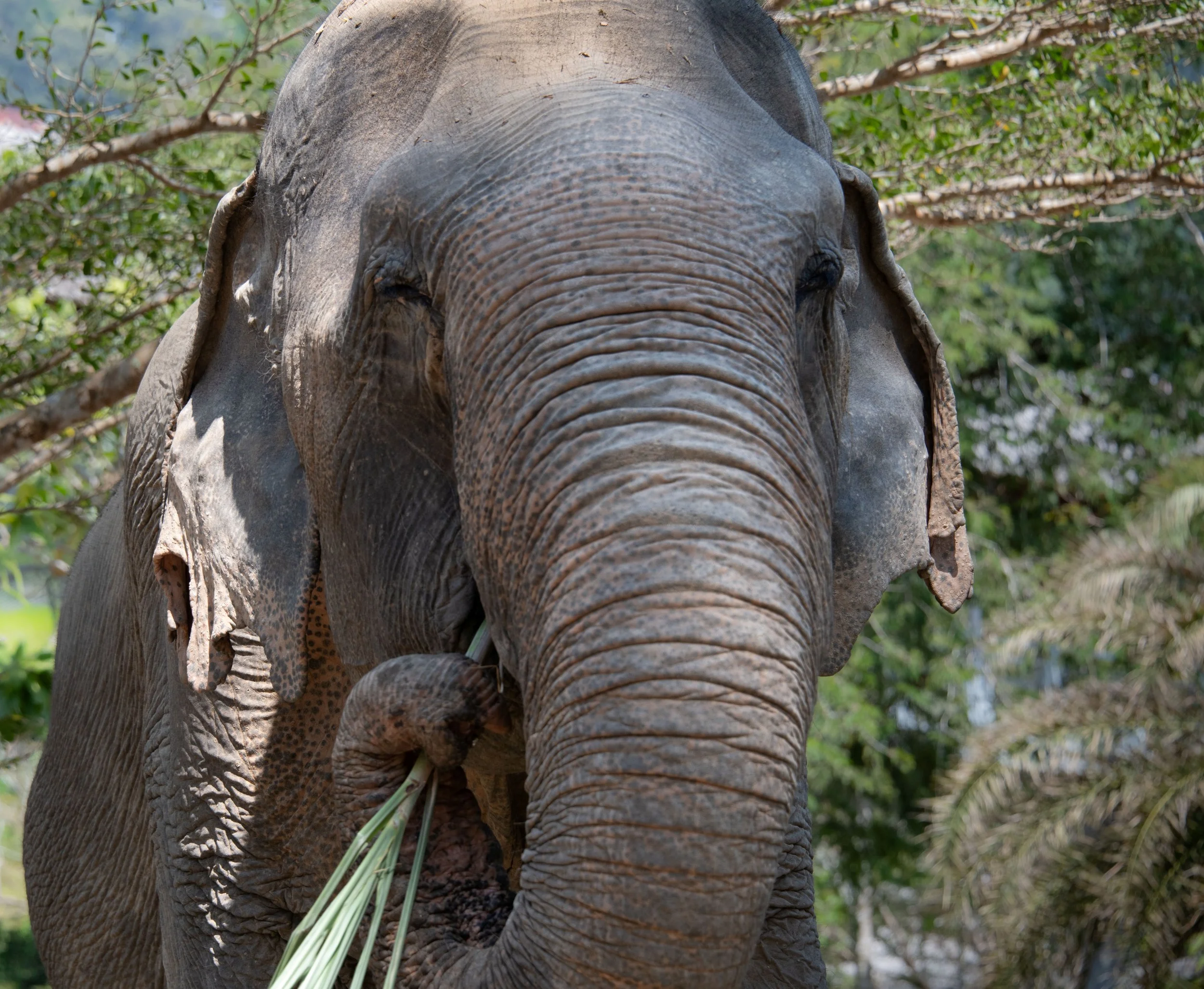 3 Elephant portrait
