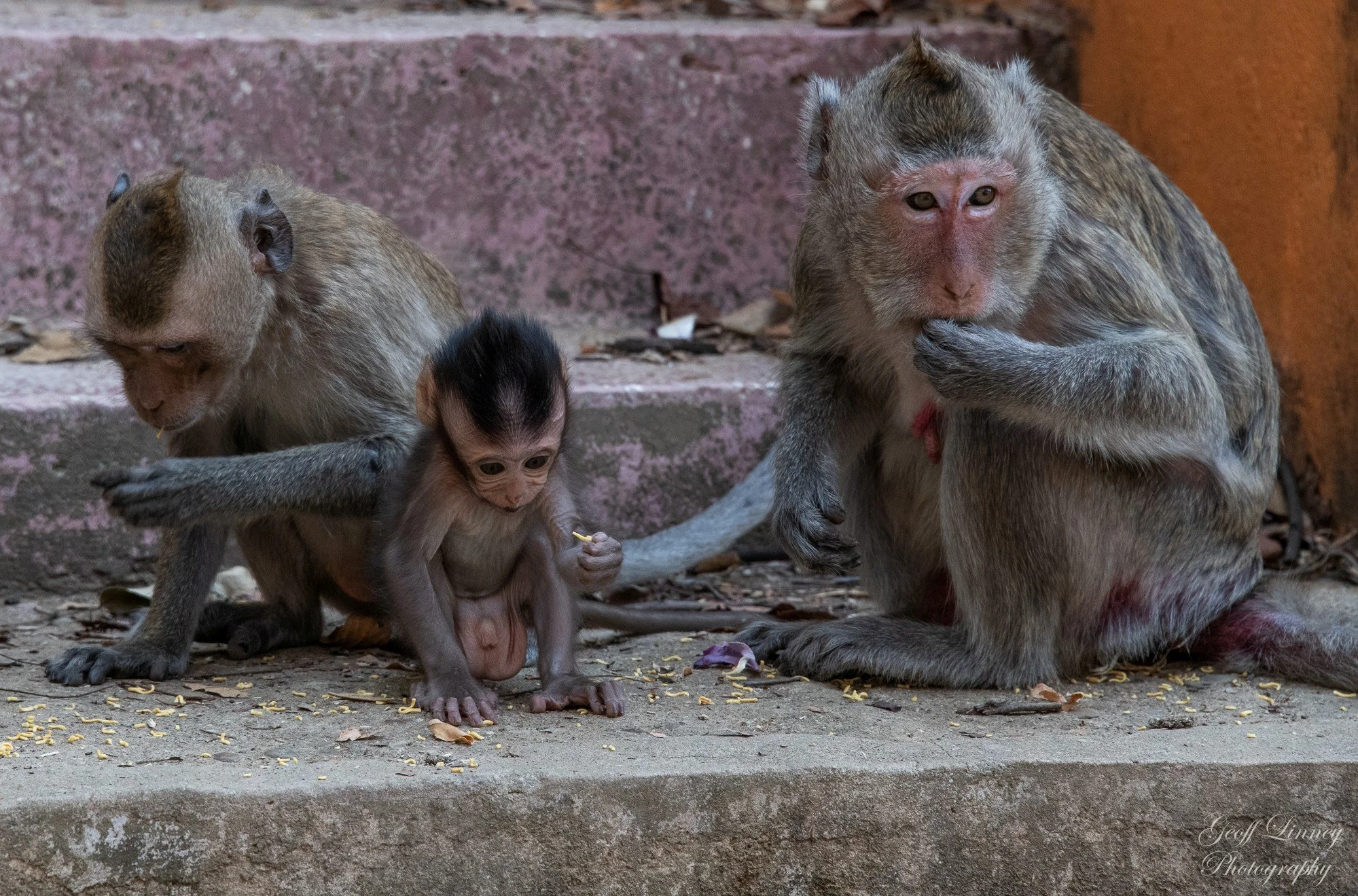 Sambok monkeys