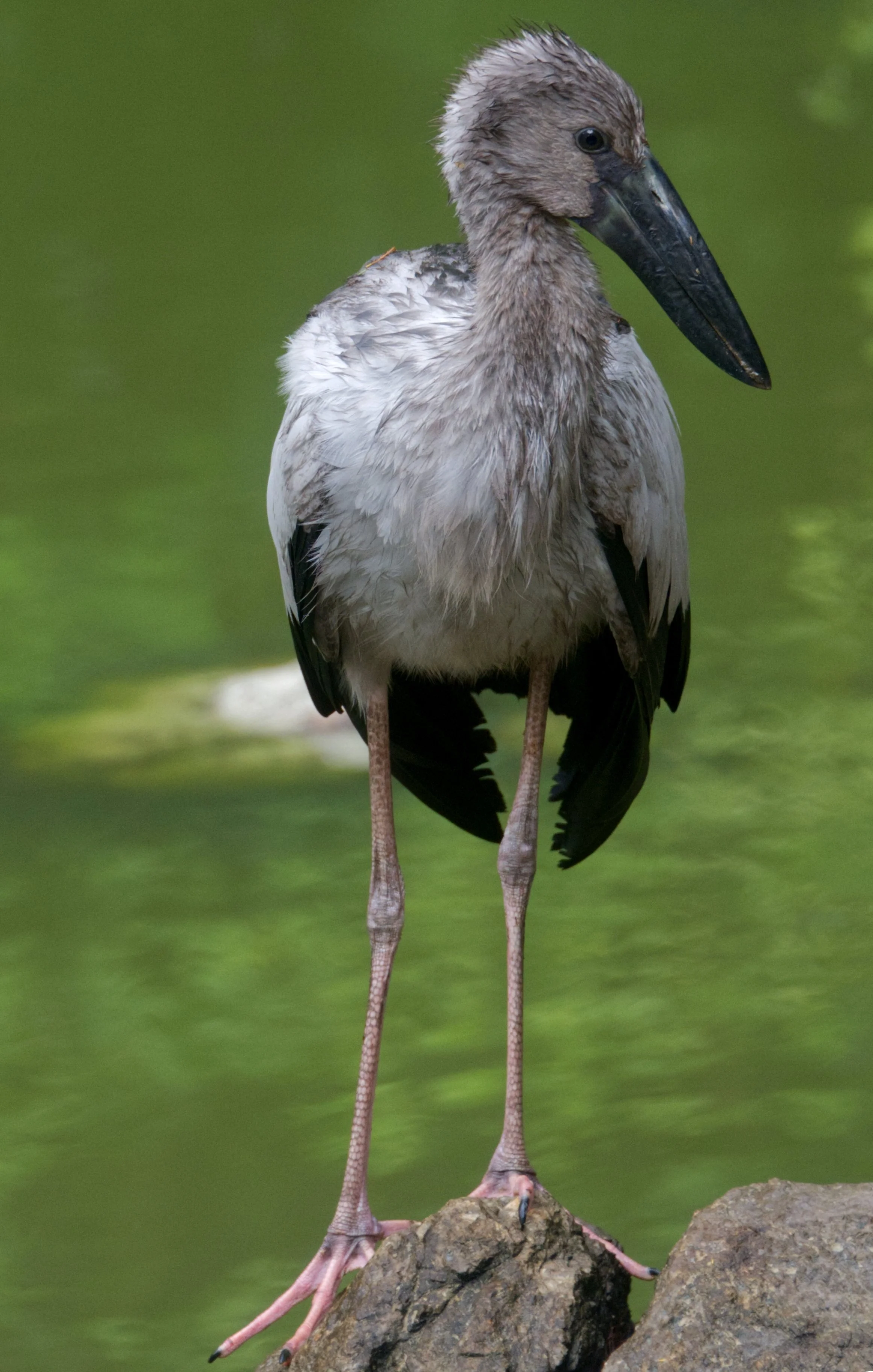 54 Asian Openbeaked Stork 2