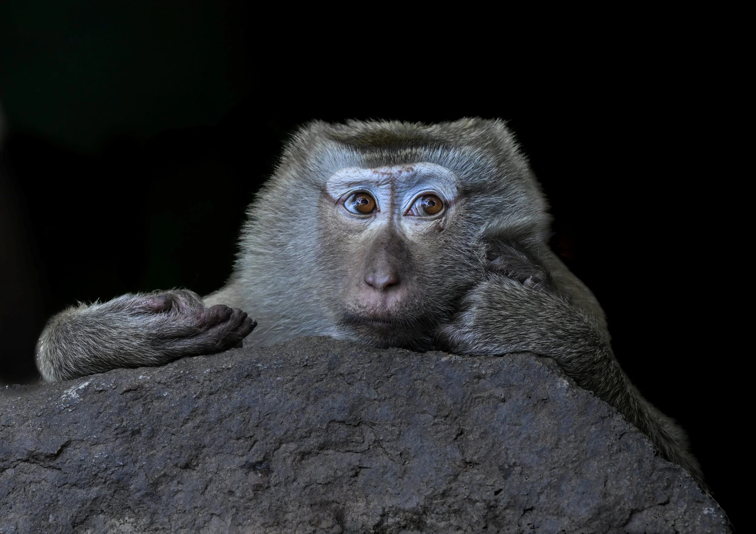 24 Pensive Macaque