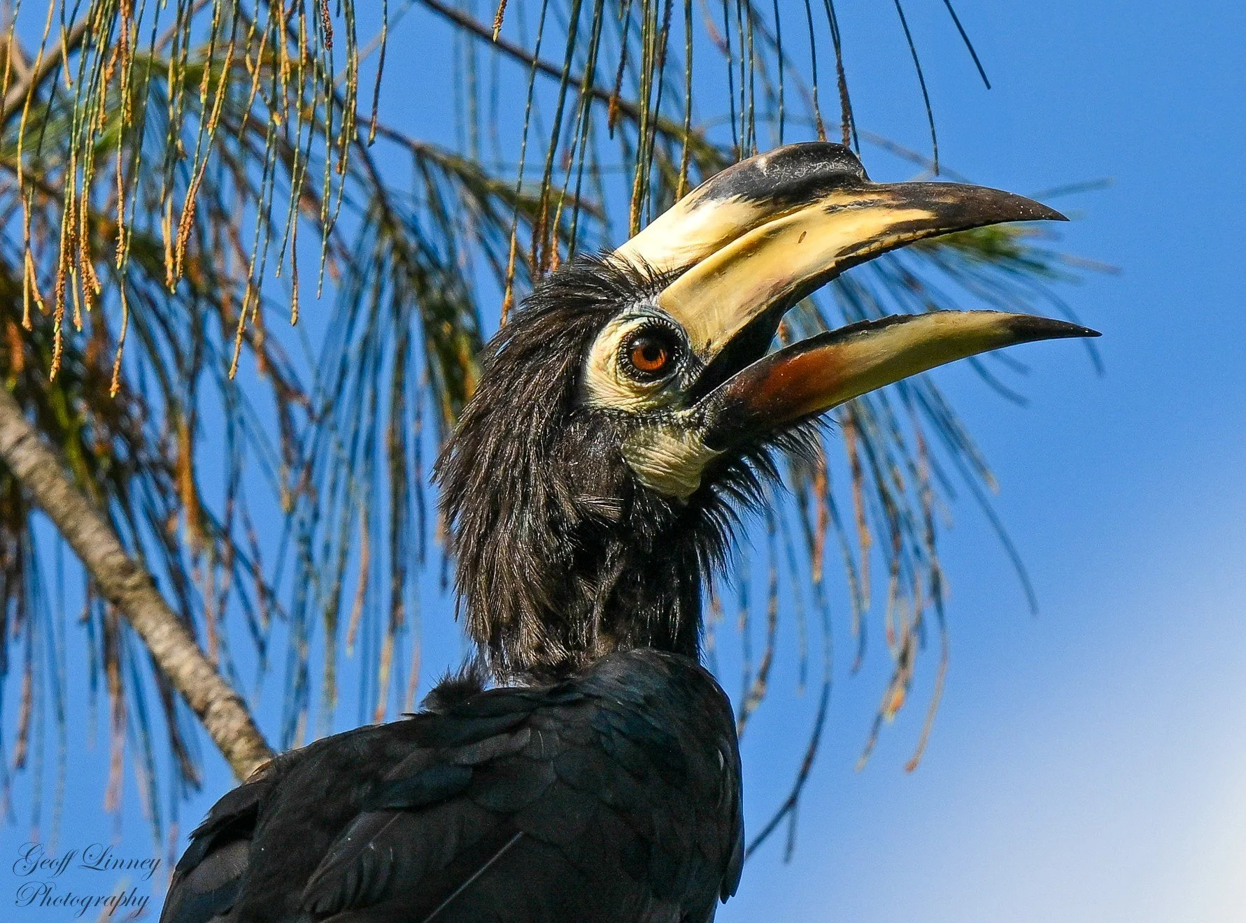 Hornbill