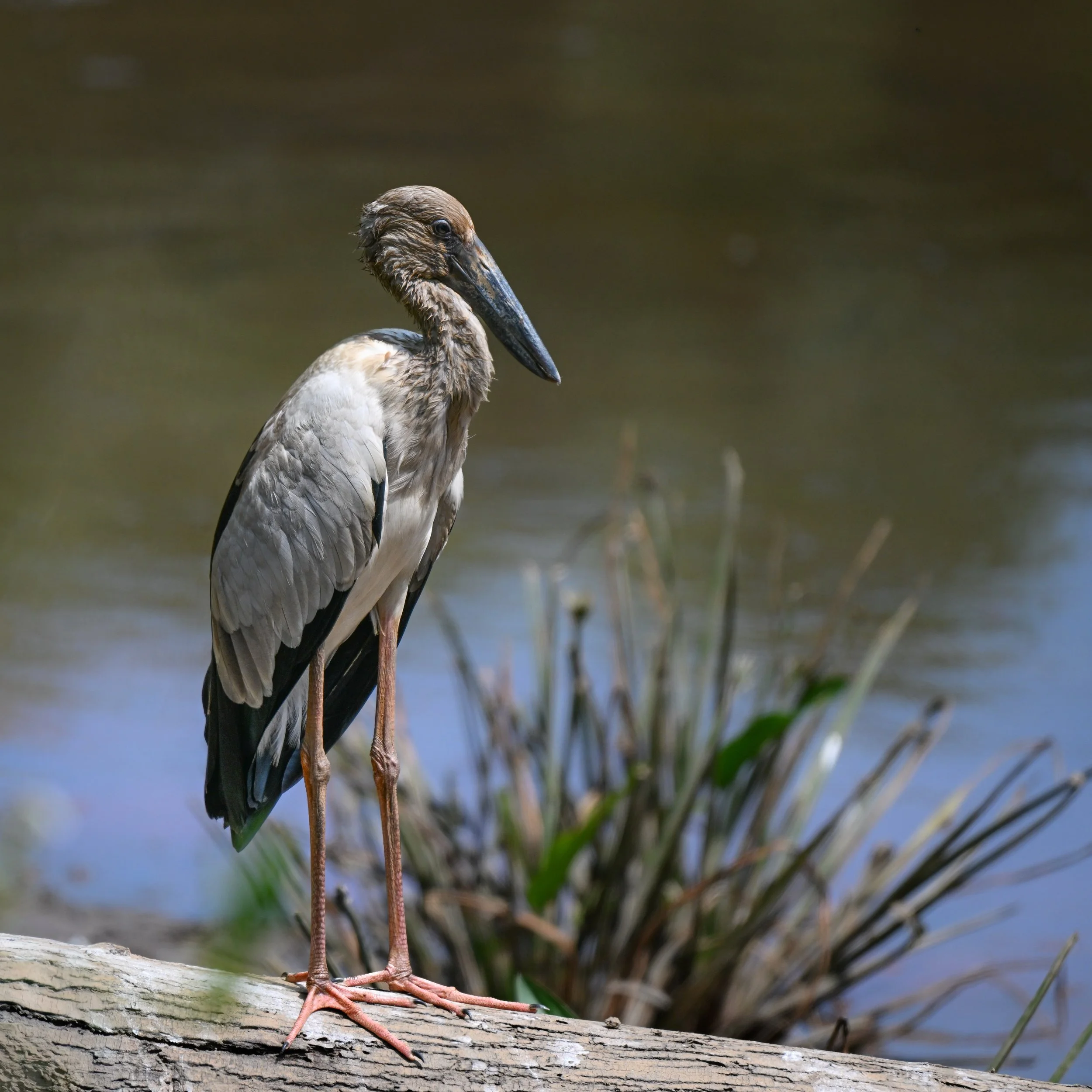 53 Asian Openbeaked Stork