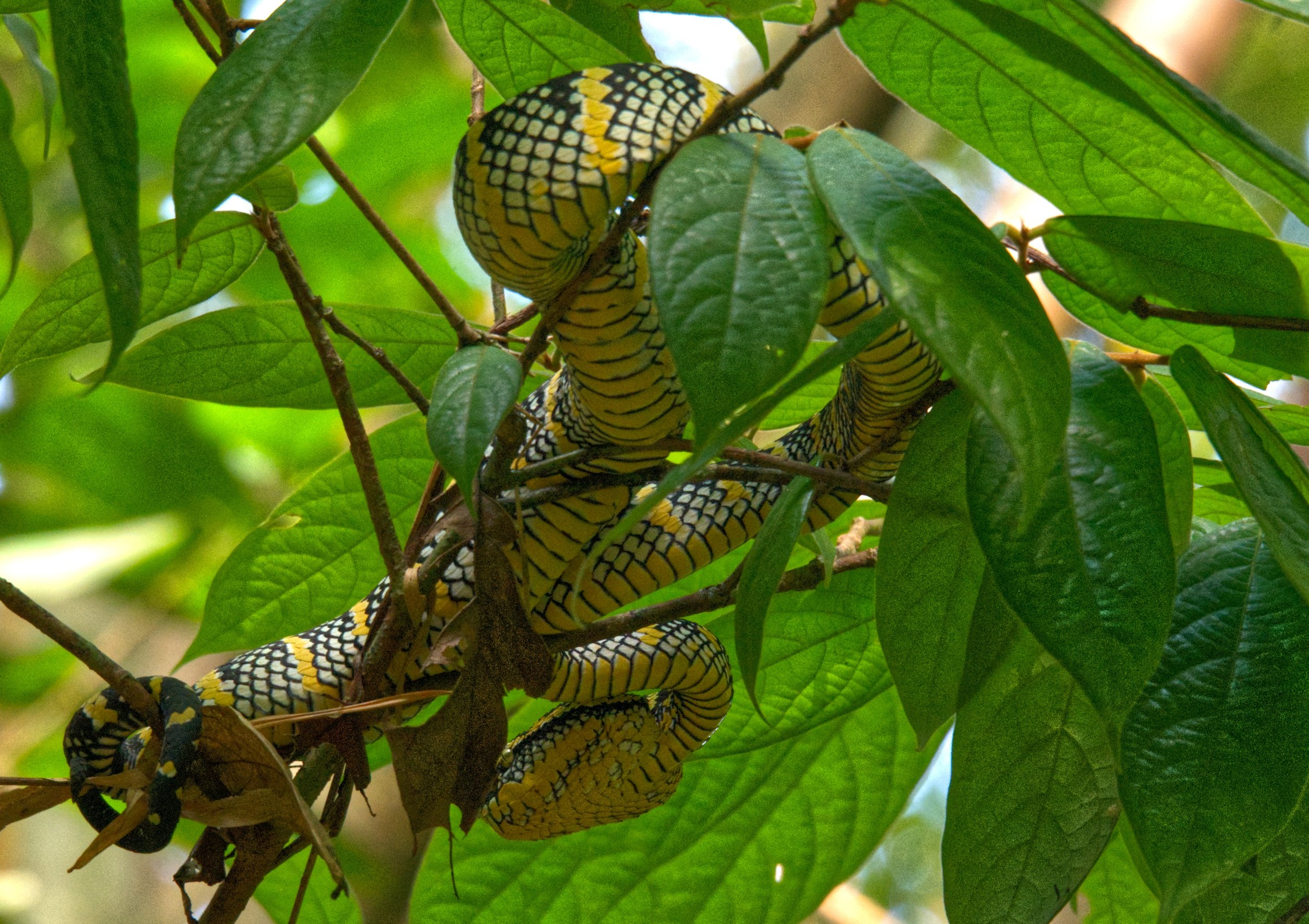71 Sumatran Green Pit Viper