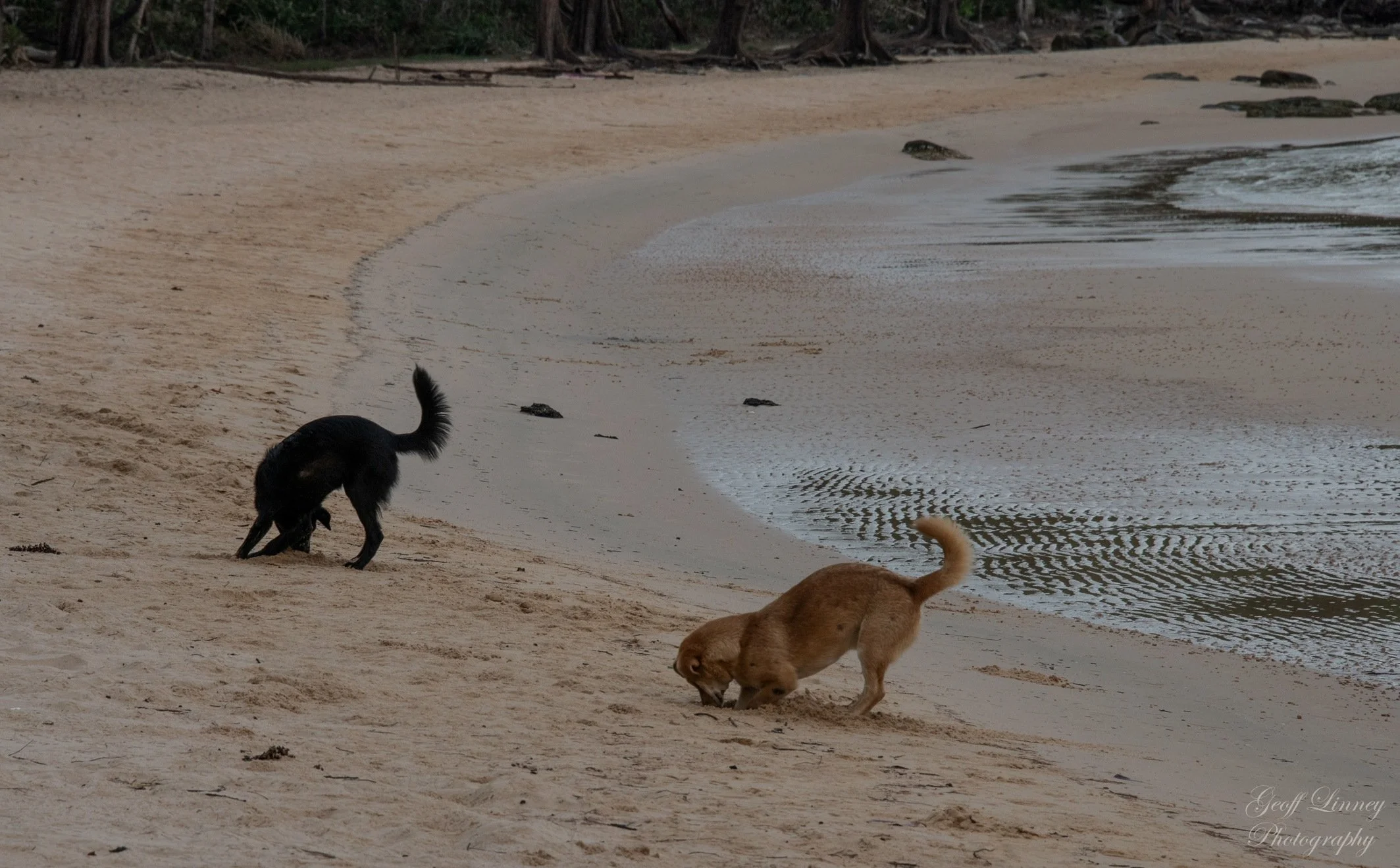 Digging for crabs