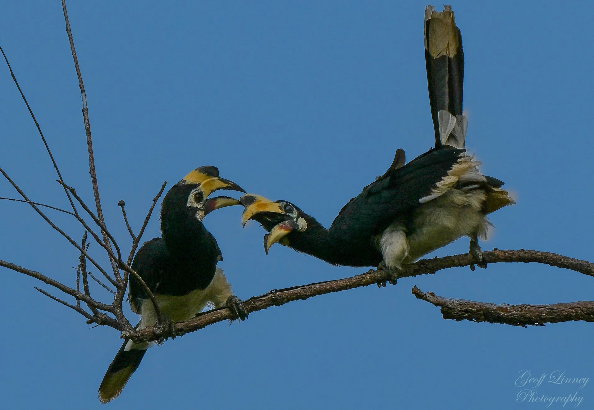 Hornbill arguement