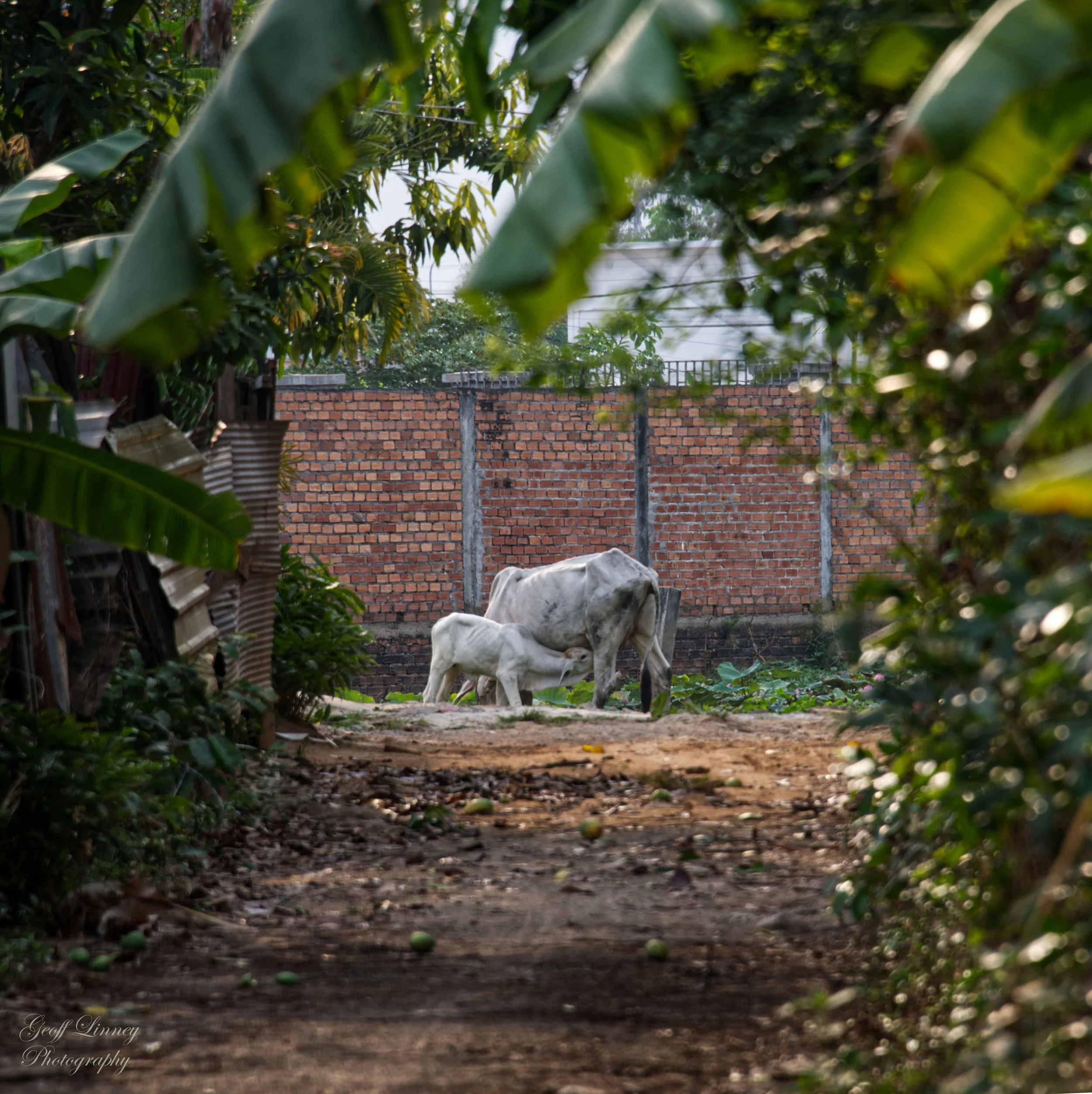 Laneway cows