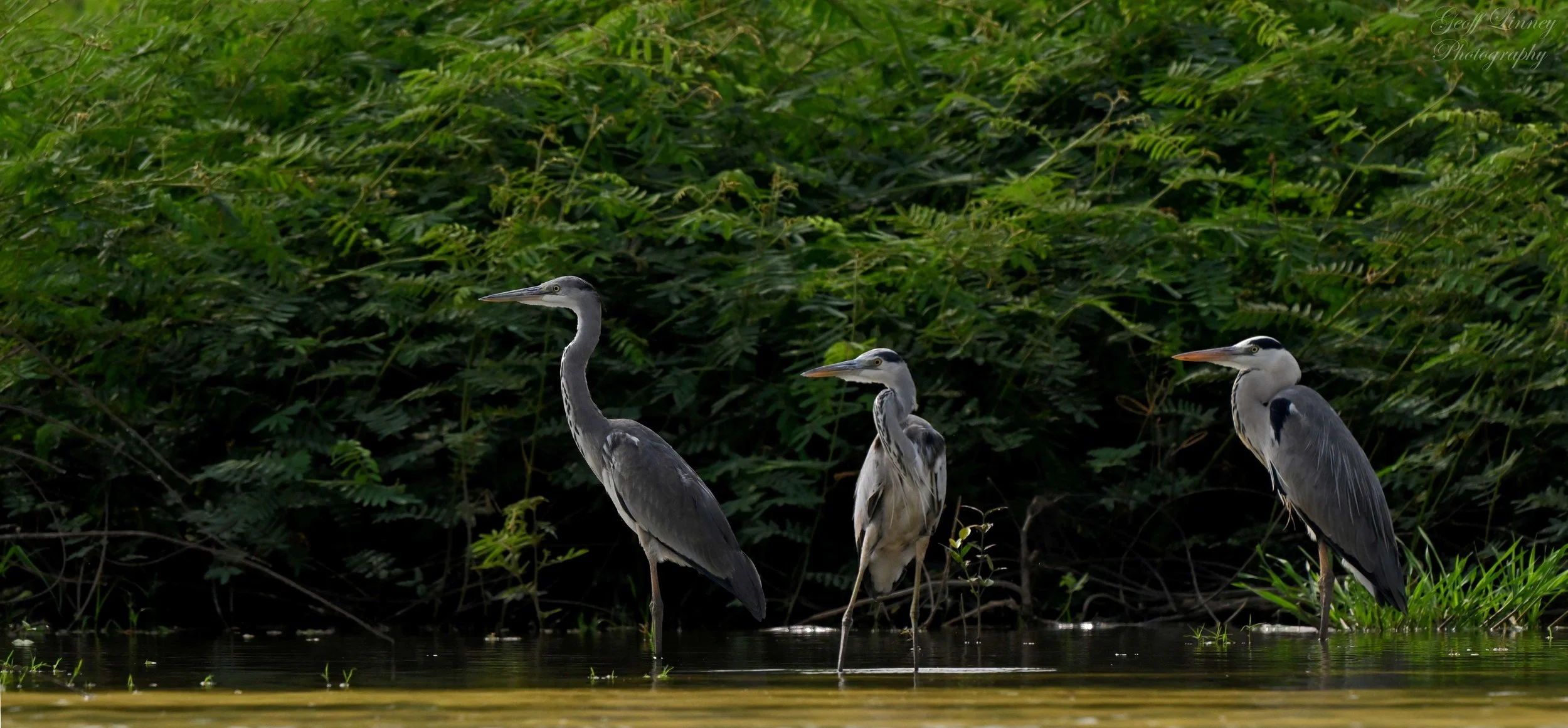Grey Heron trio