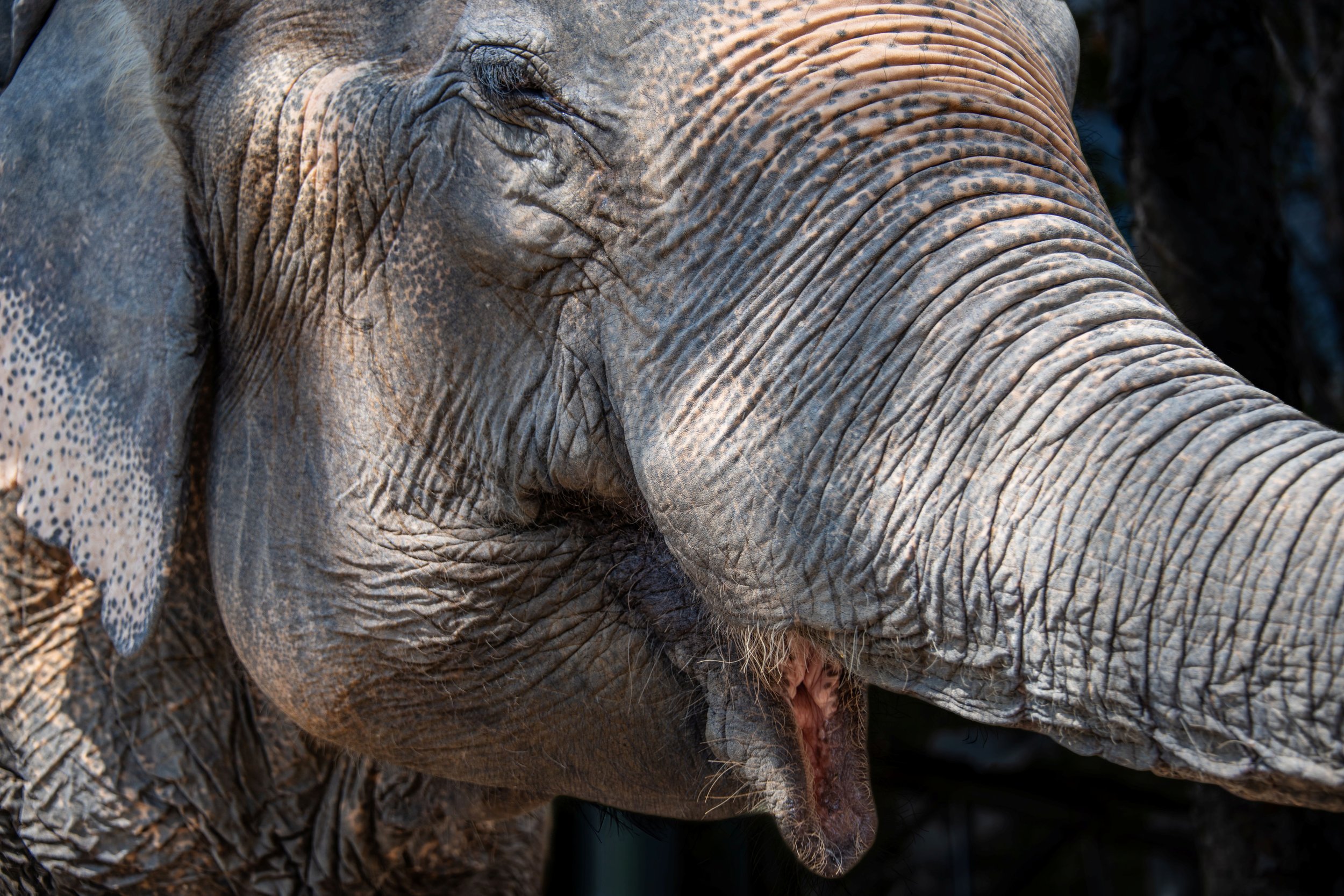 5 Elephant smile