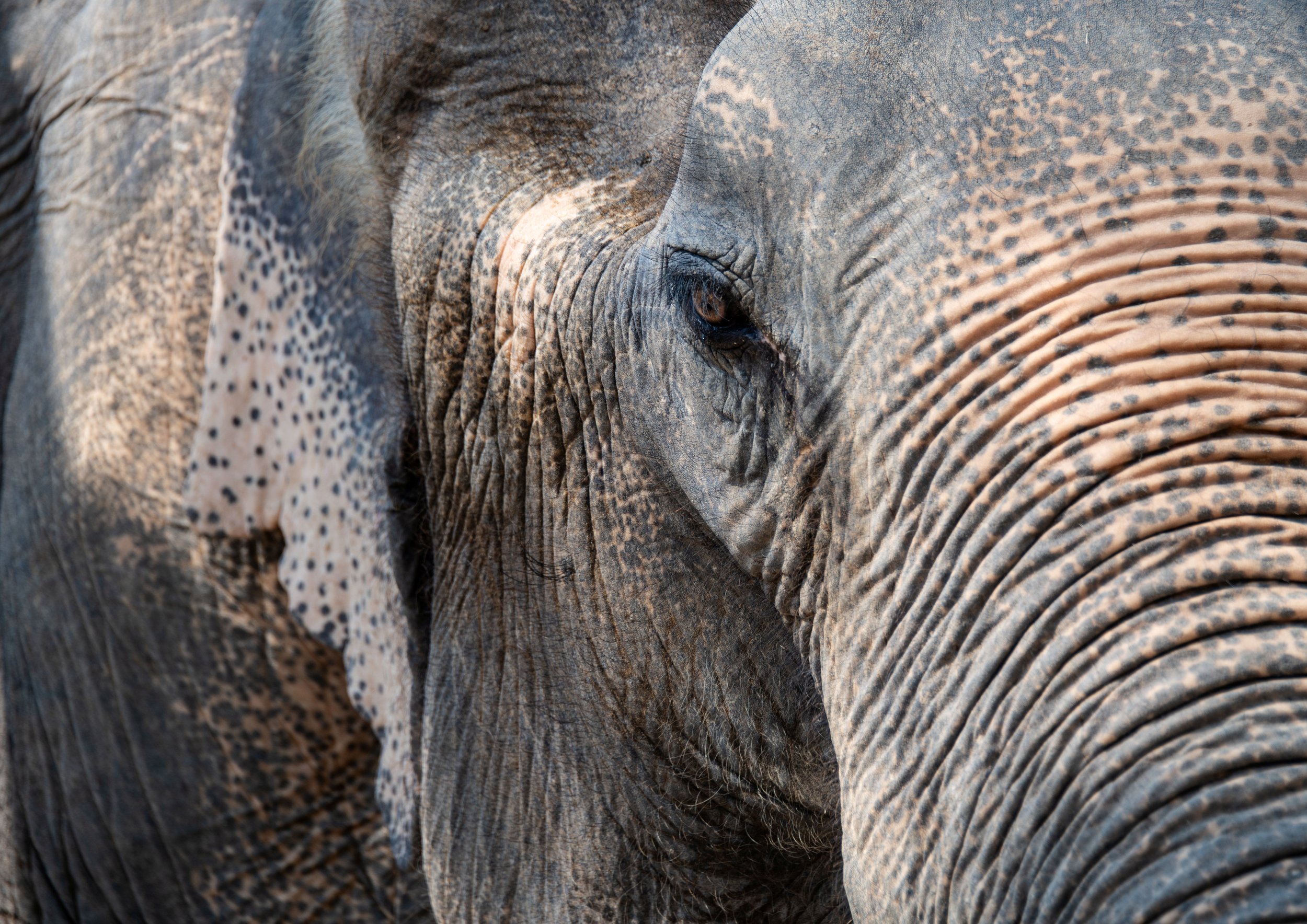 4 Elephant close