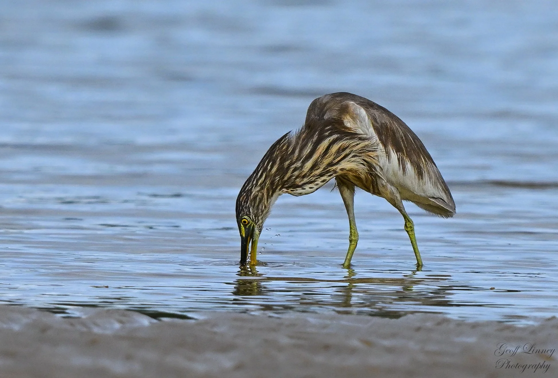 Chinese Pond Heron hunting