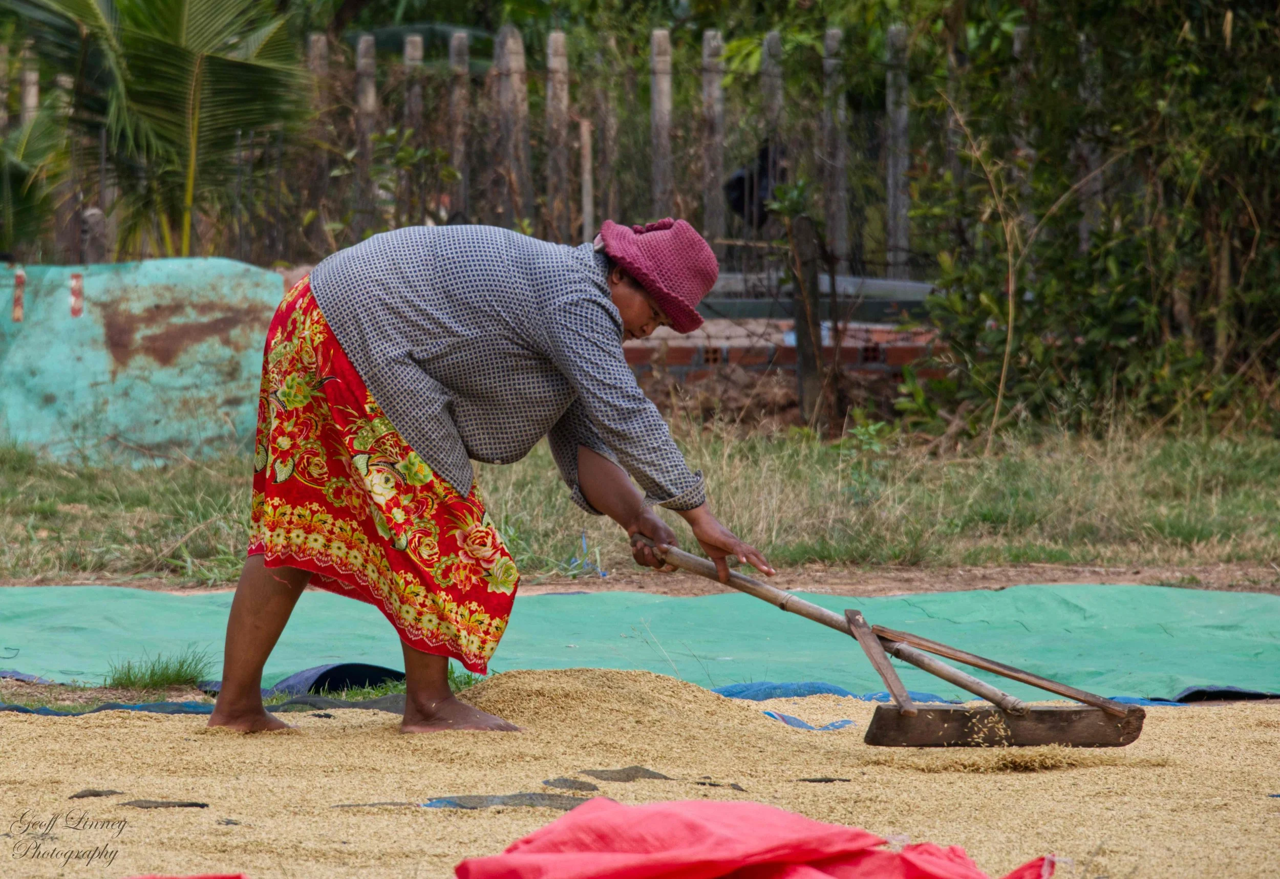 Drying rice