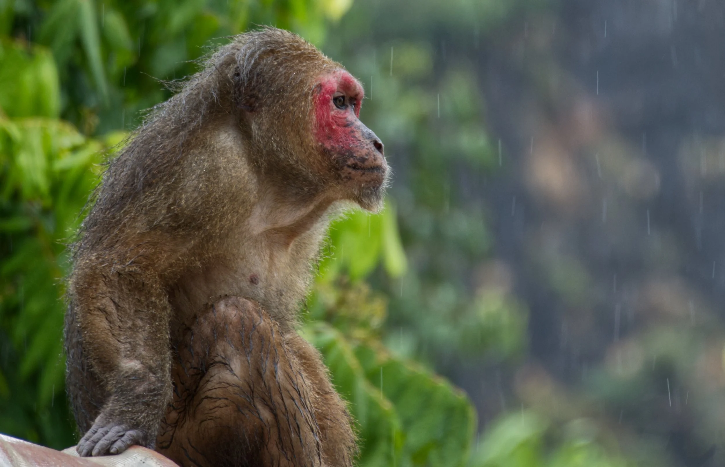 57 Stumptailed Macaque