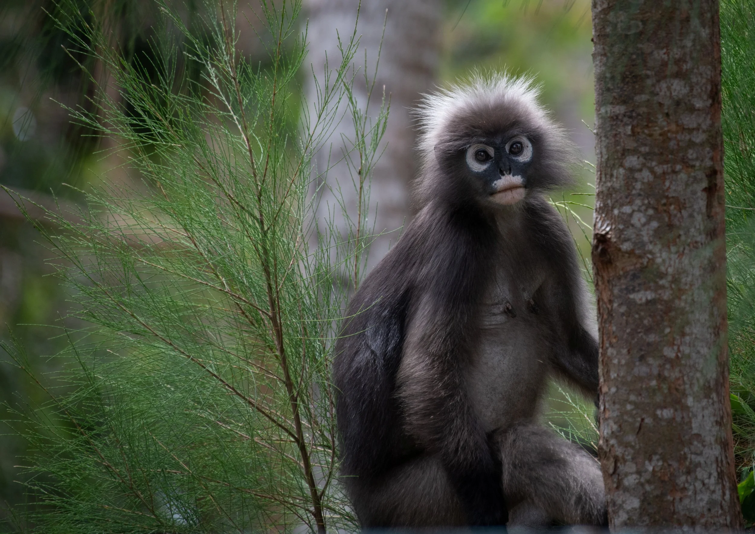 45 Spectacled Lemur
