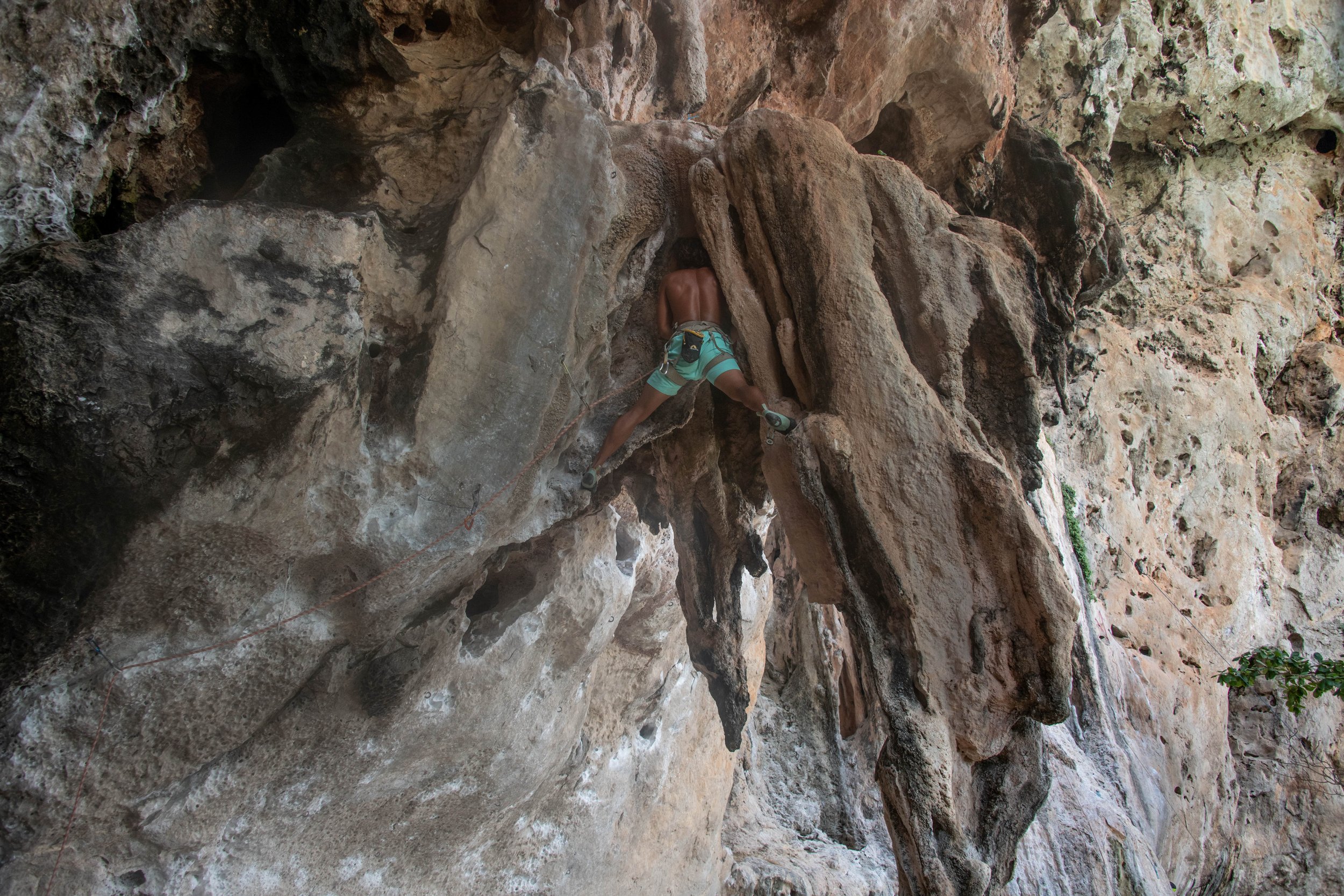 33 Tonsai climber supreme