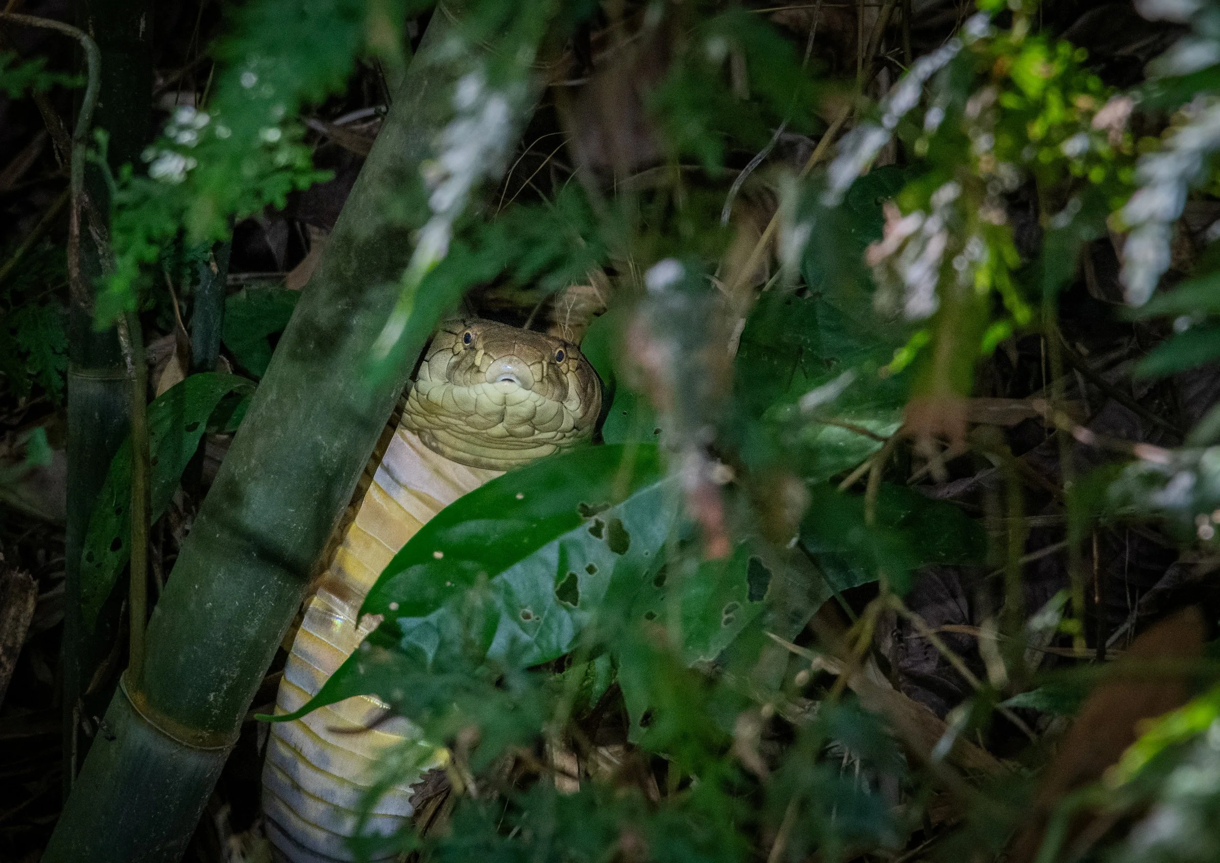 77 King Cobra KS jungle