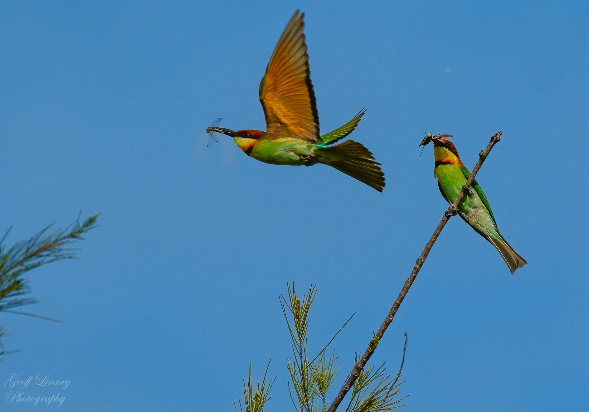 Blue-tailed Bee-eaters with lunch