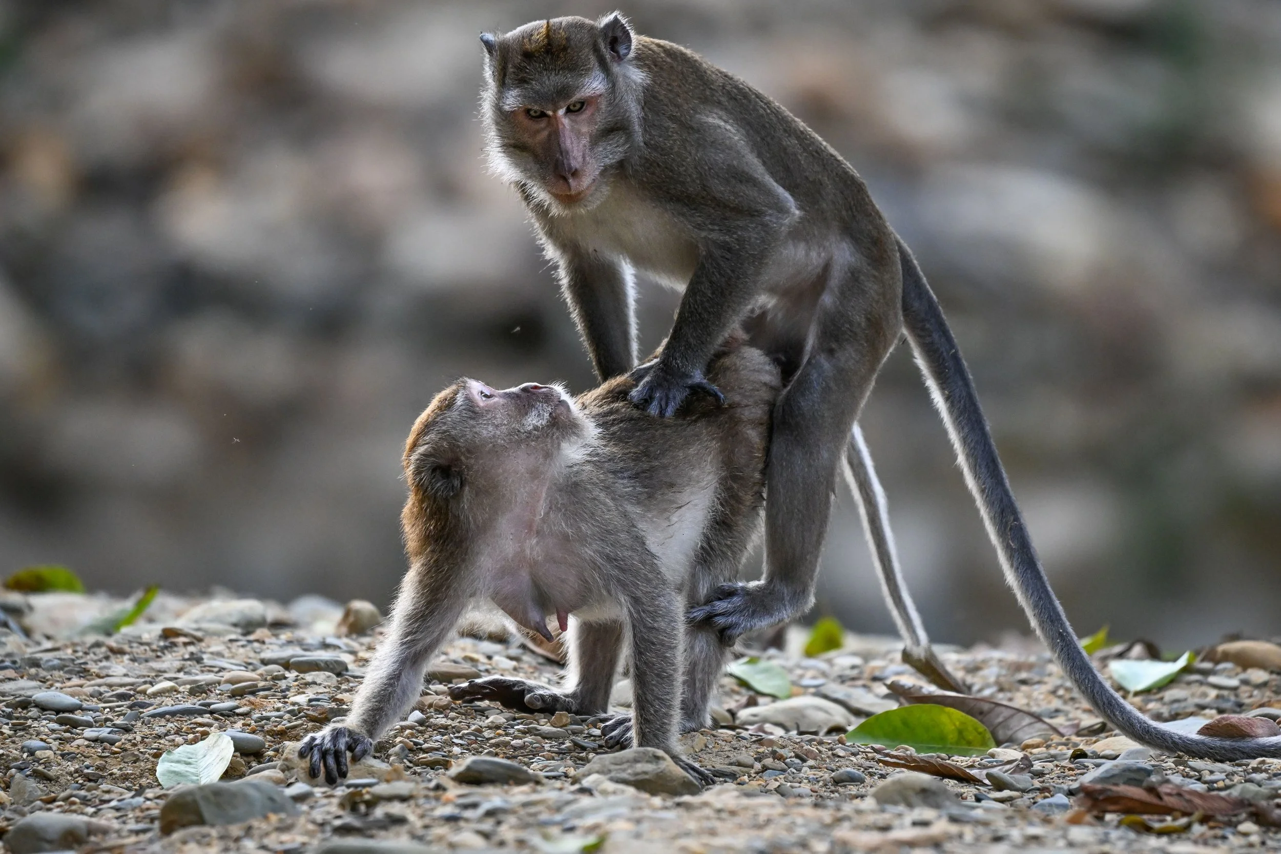 3 Making Macaques